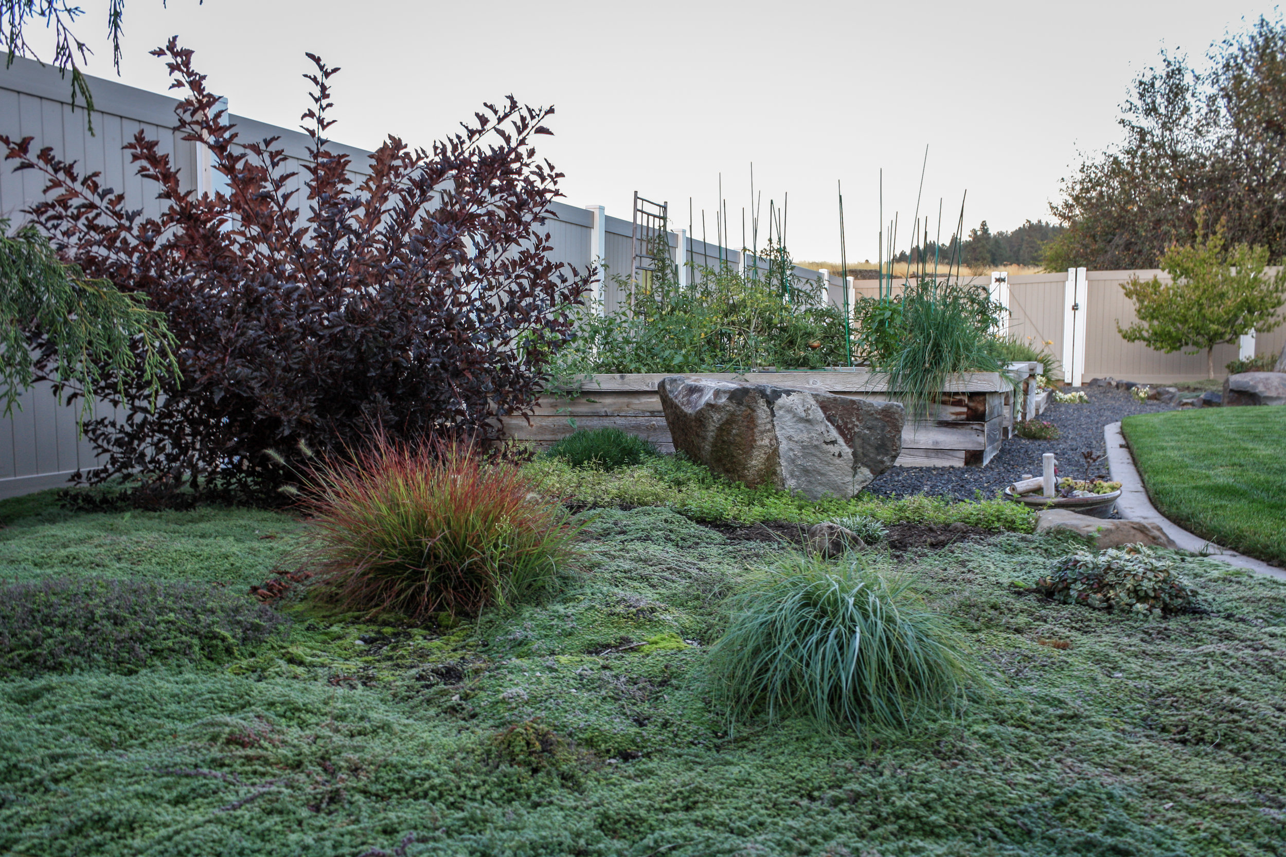 creeping thyme groundcover and garden beds in spokane valley landscape