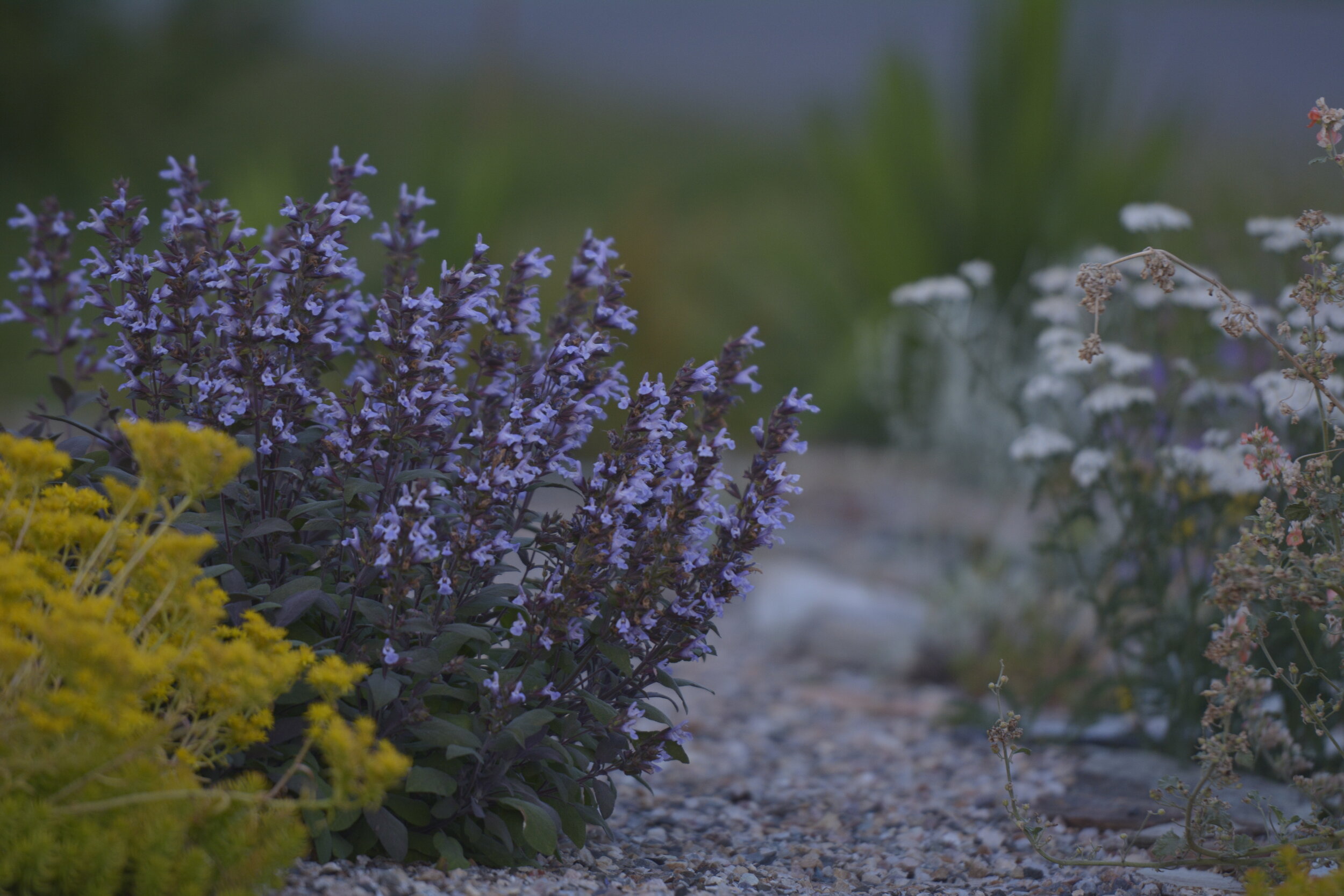 The Myth of the "No Maintenance" Yard