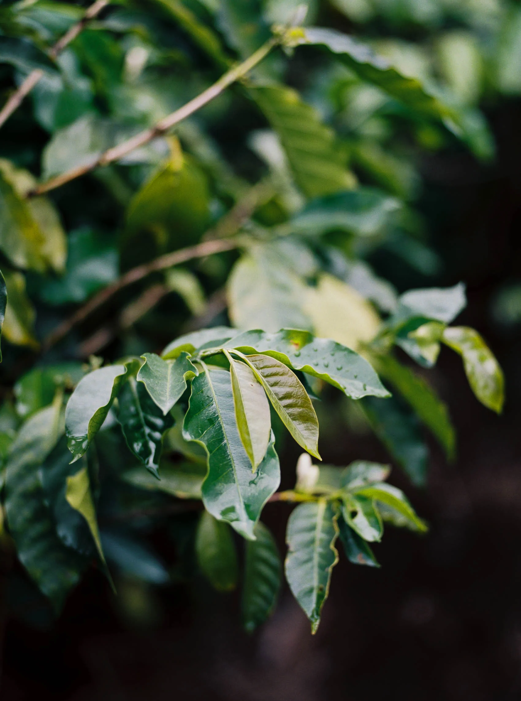 Alyssa Joy Photography - Costa Rica travel photographer
