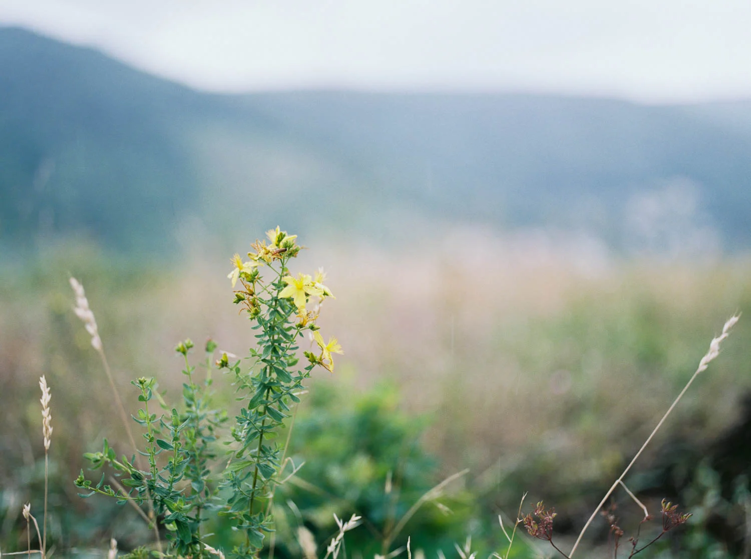 Alsacefilm_0008.jpg