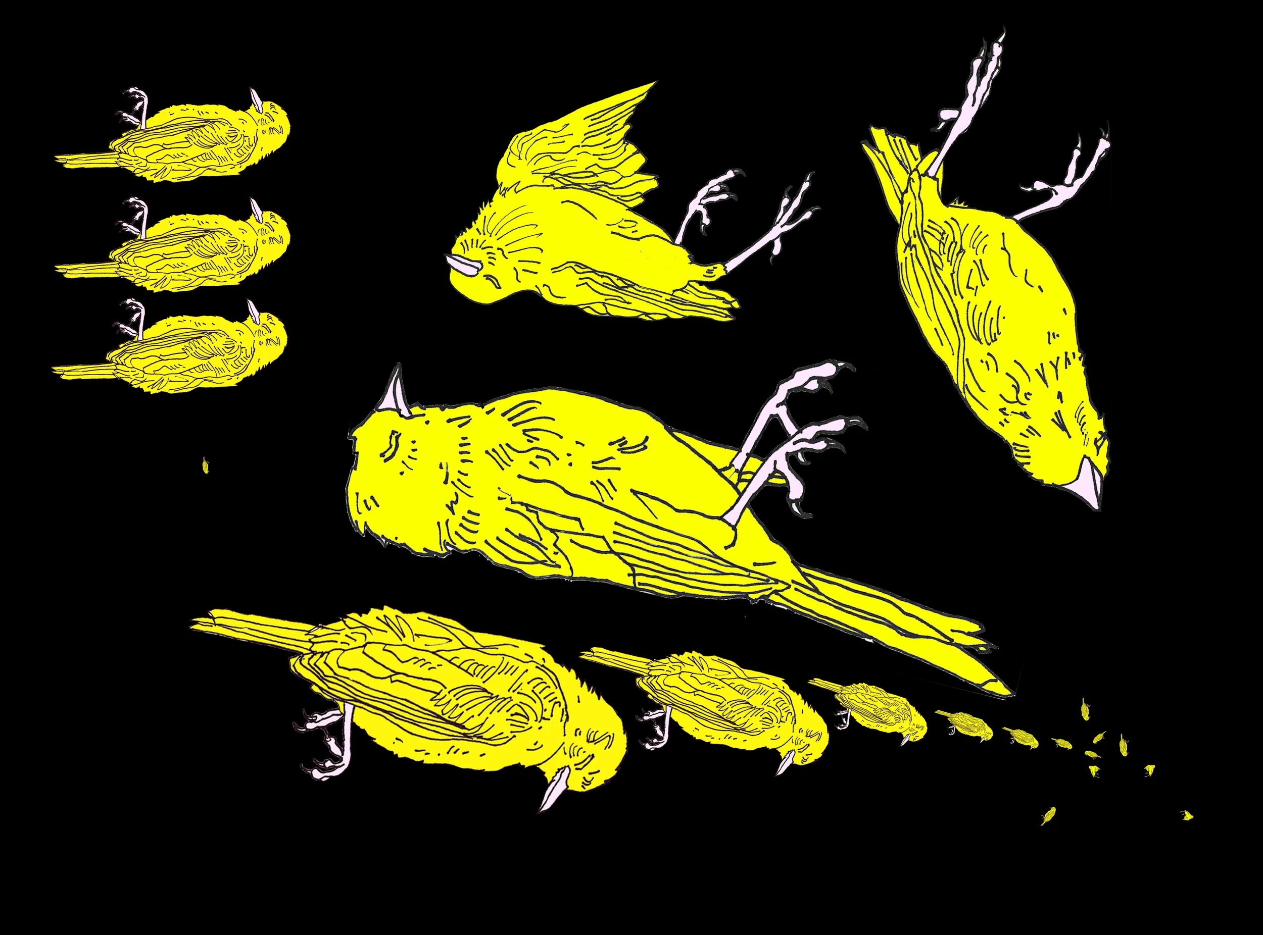 canaries.jpg
