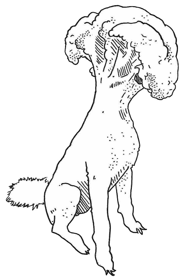 dog cauliflower pigeon copy.png
