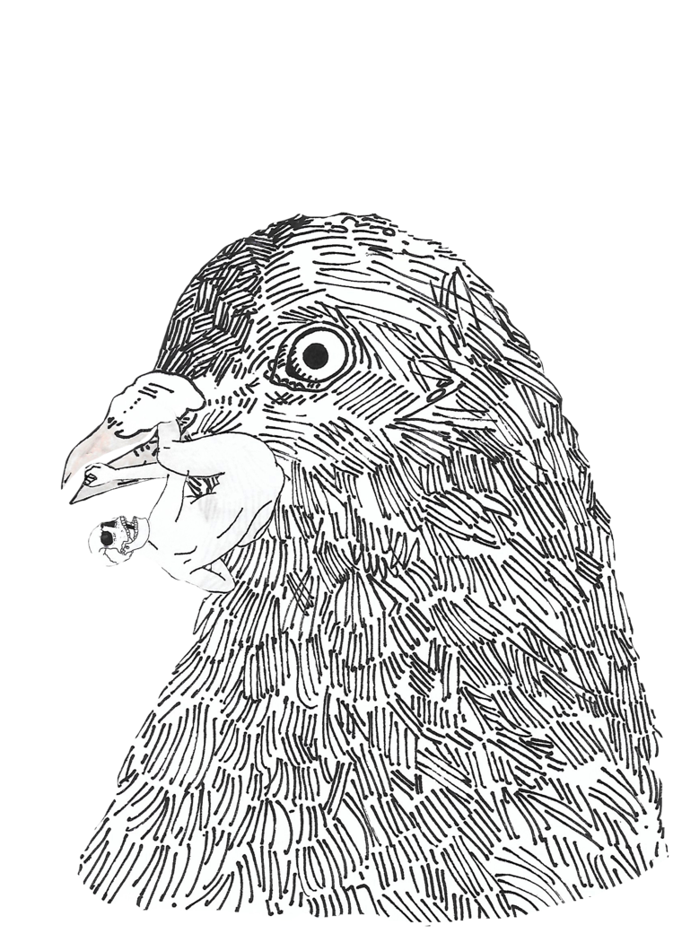 pigeous5.png