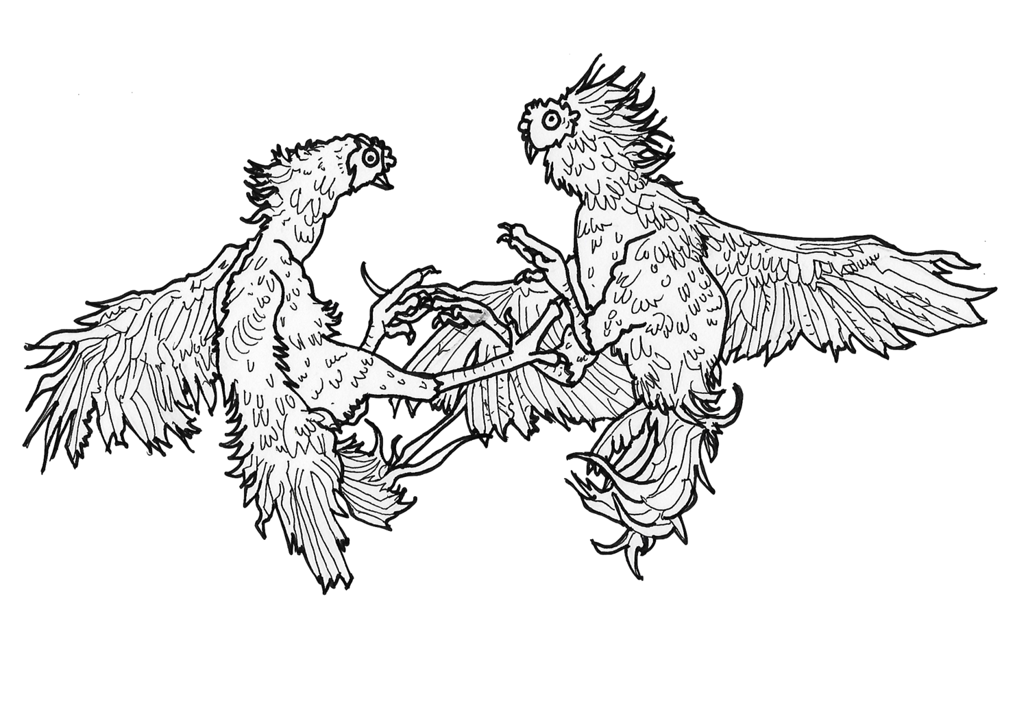 cock+fight*+copy.png