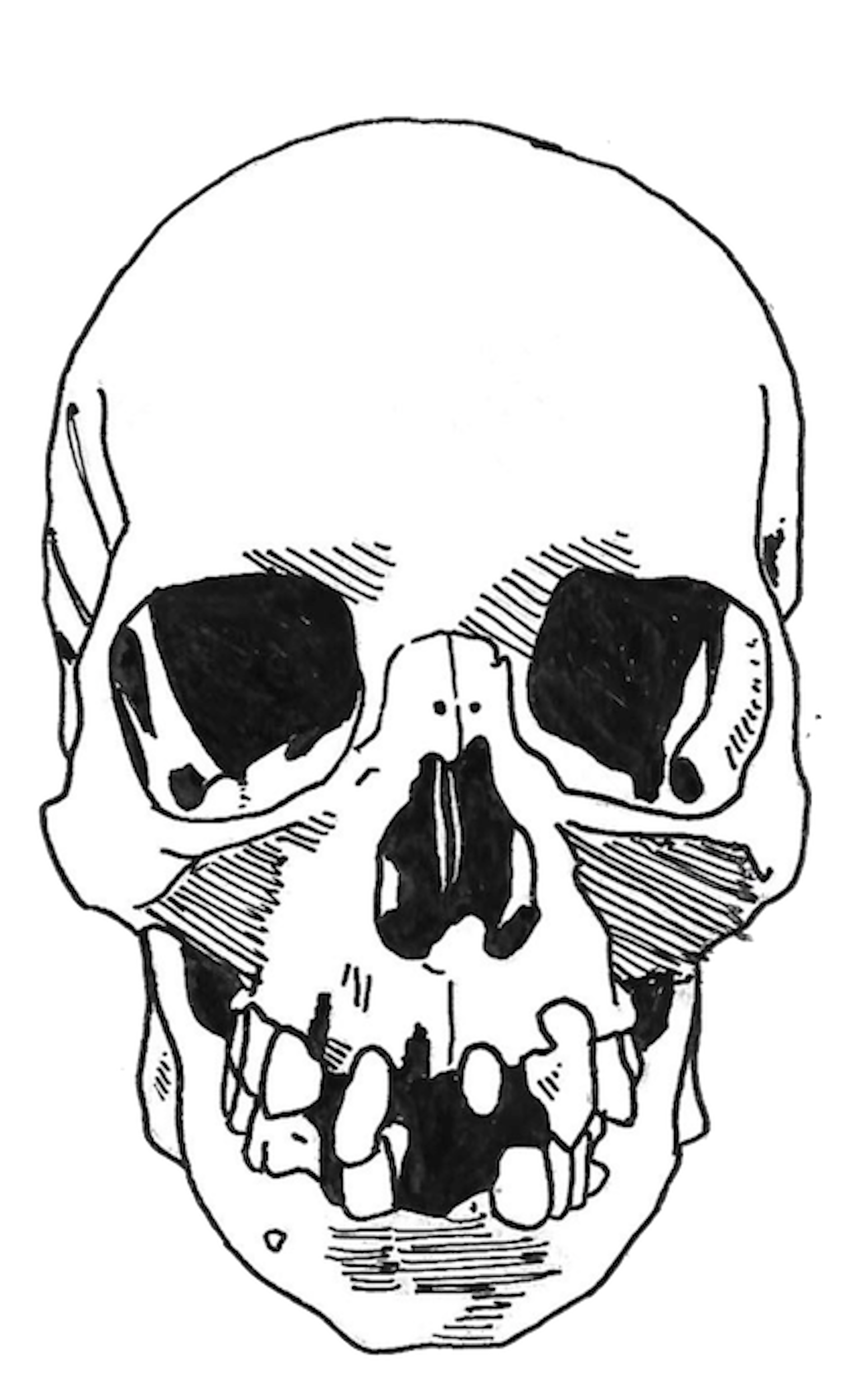 skull.png