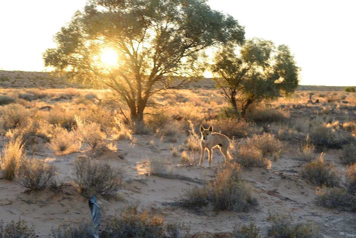 Solo driving through the Australian outback