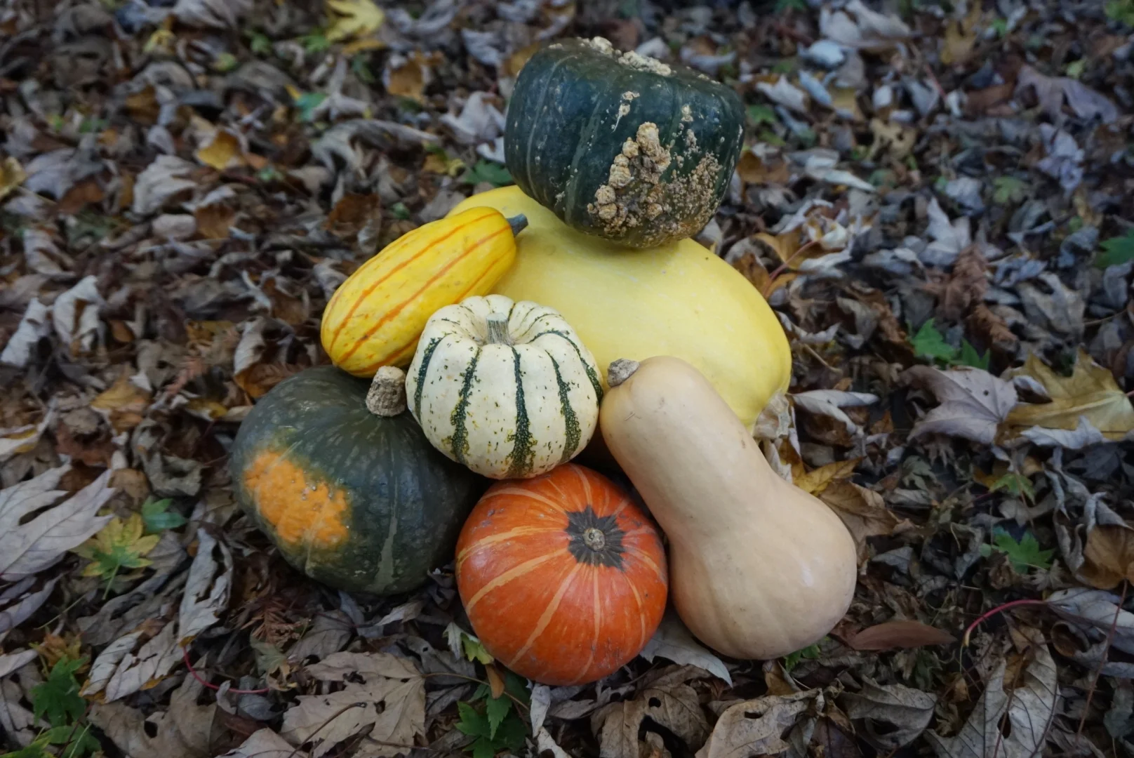 Seven Reasons to Get Squashy This Fall (and How to Prepare Them)