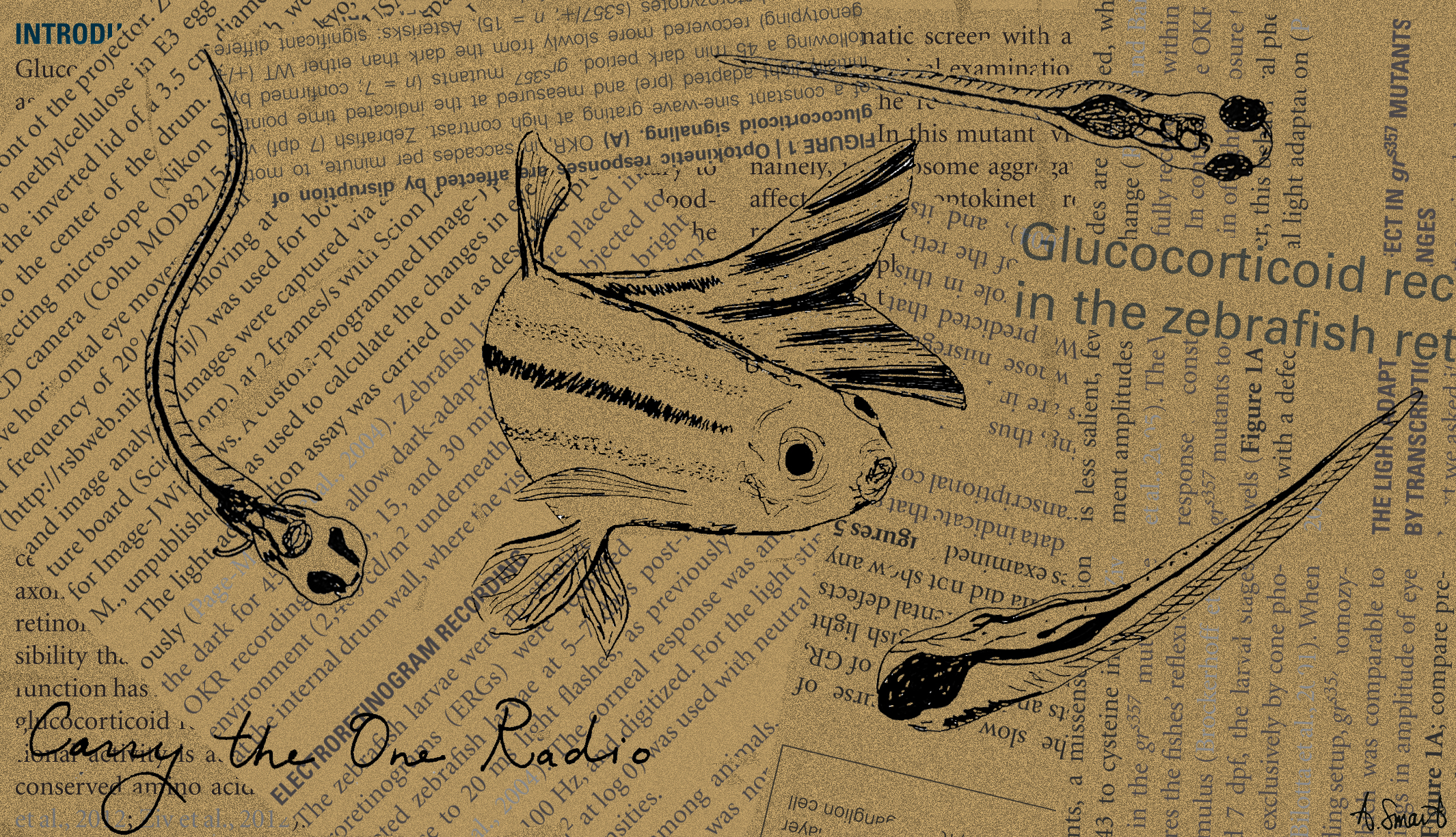 zebrafish1 sig.jpg