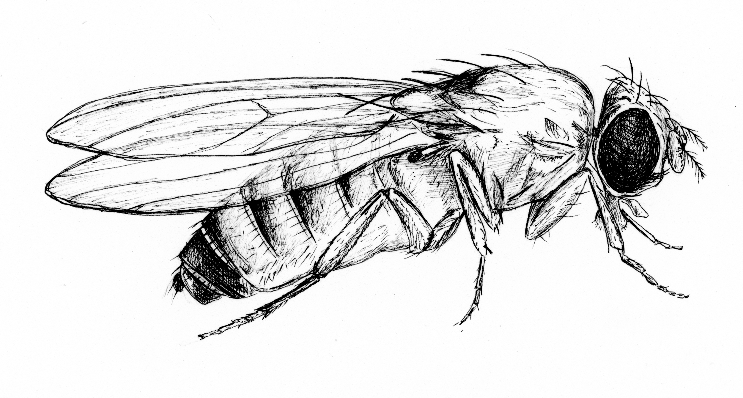 I wanted to add a drawing to this post so, here is a drawing of a female Drosophila melanogaster!