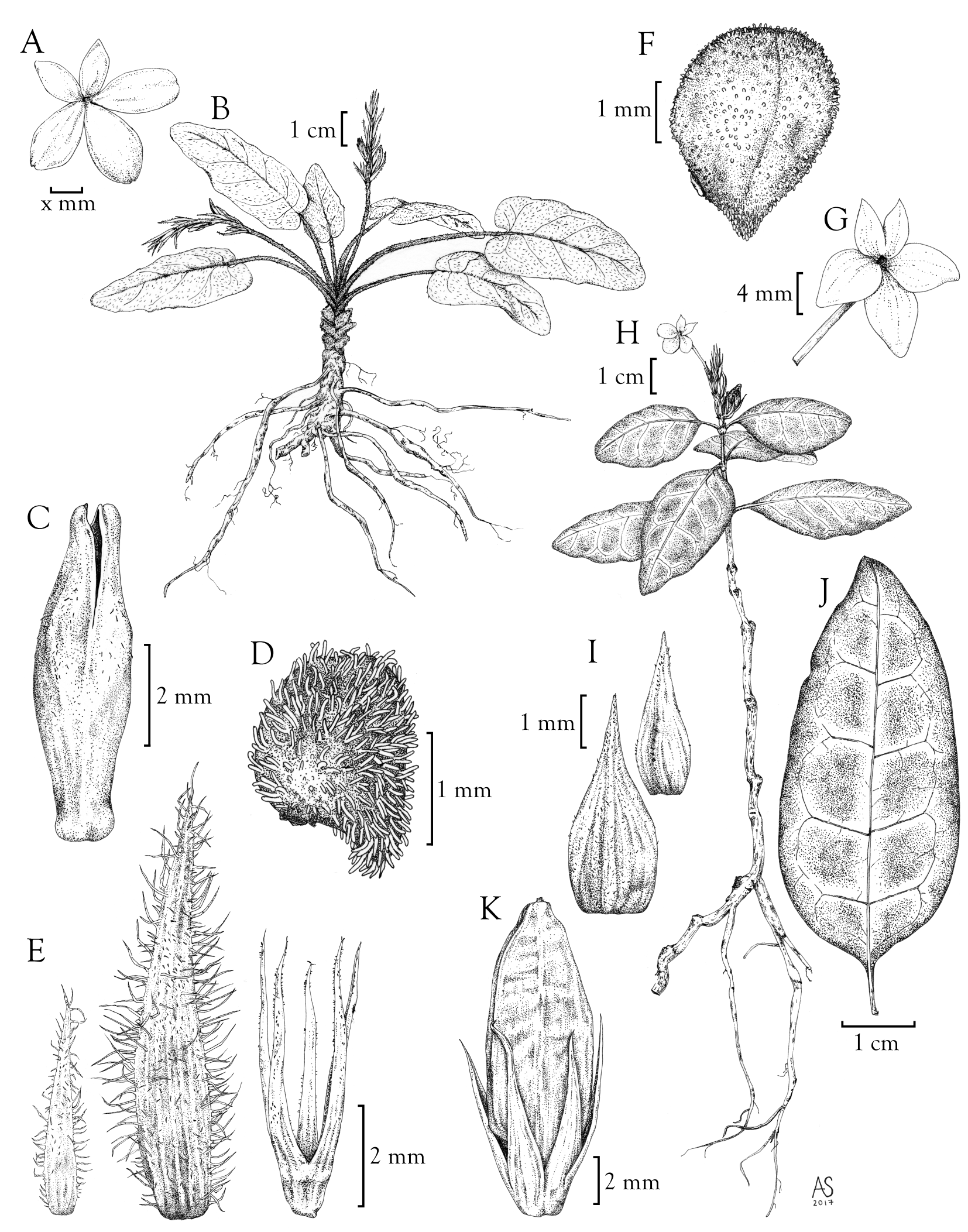 Comparative illustration of Stenandrium nanum and Stendandrium subcordatum
Commissioned by the California Academy of Sciences
Pen - 2017
