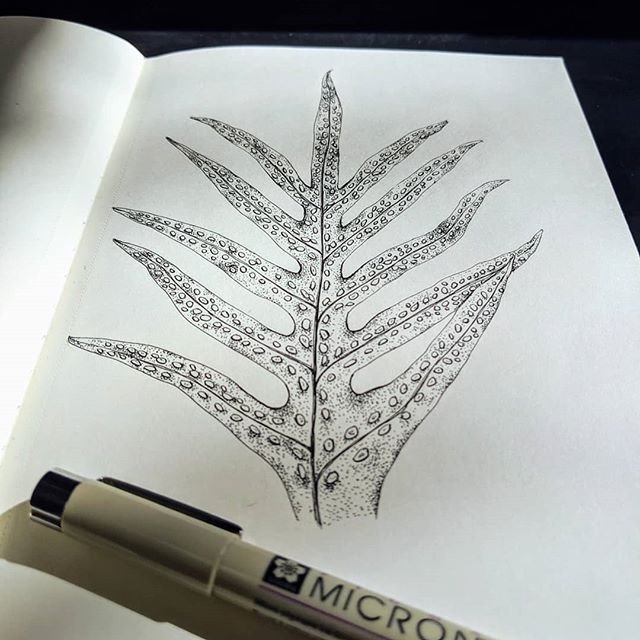 #inktober2019 #pattern

I really wanted to draw a leaf when I thought of pattern. Their shape and vein organization are very patterned and are incredibly useful to distinguish different plant species from each other. But since all leaves have cool pa