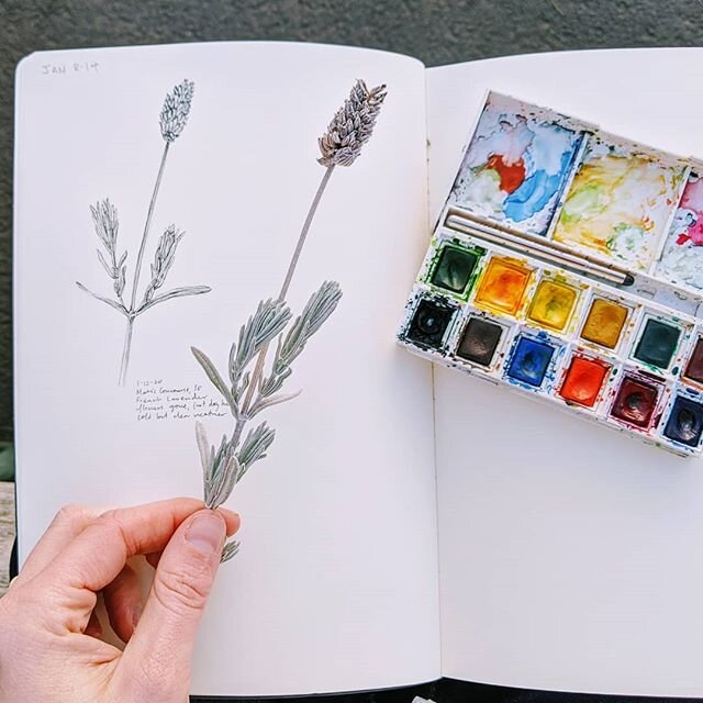 I have been admiring @laragastinger 's perpetual journal for years and finally decided to start one of my own!  I found some very wintery and flowerless lavender to start it out.

#lgperpetualjournal
#perpetualjournal #sketchbook #botanicalart
#botan