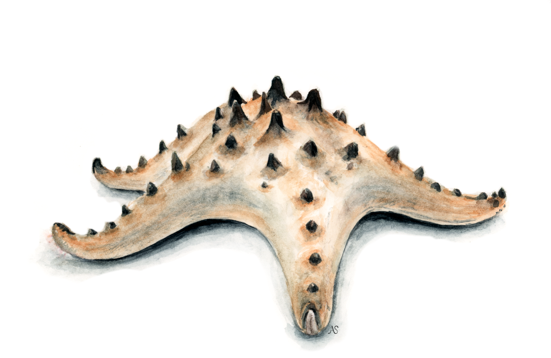sea star_150.png