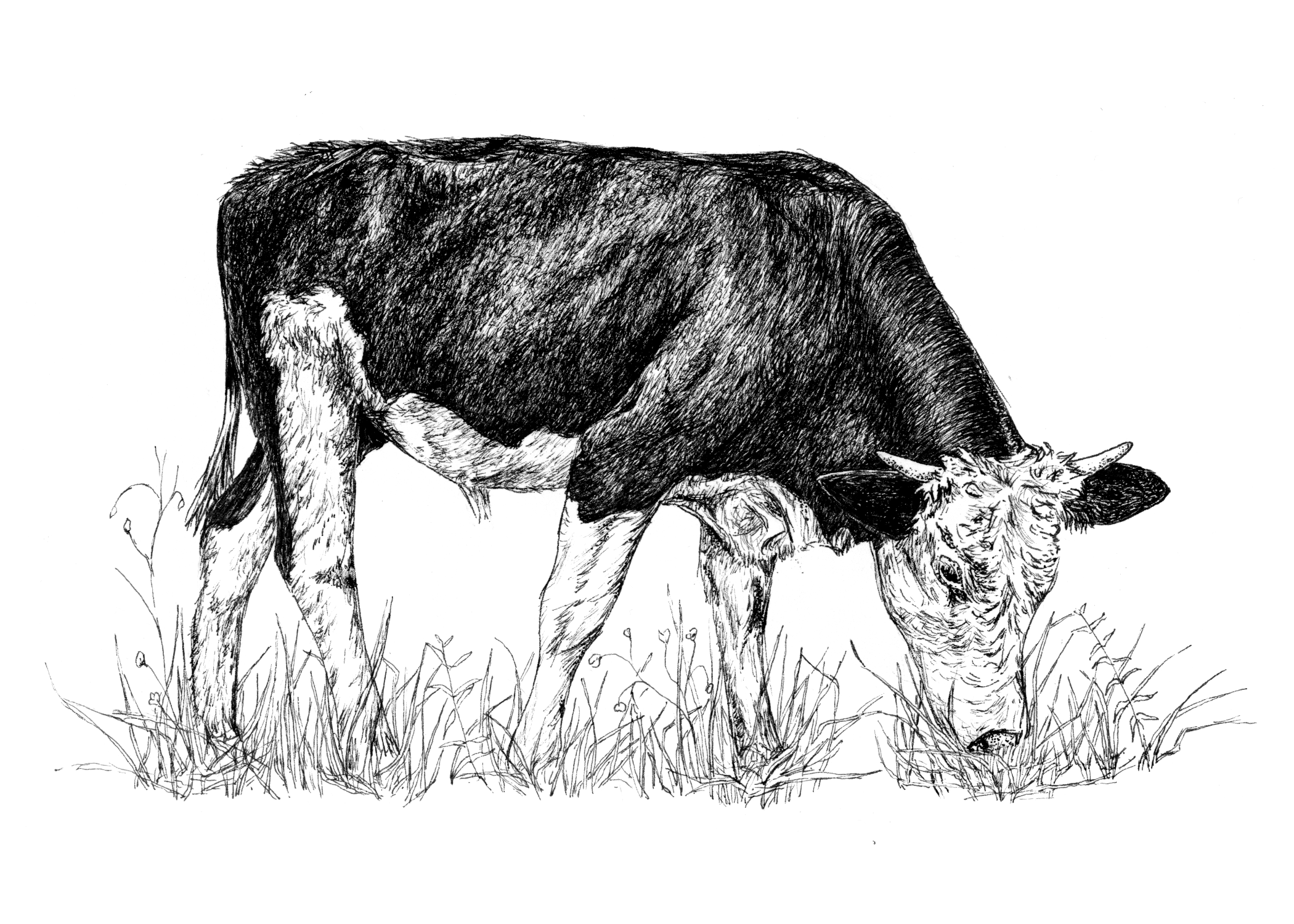 cow low res.png