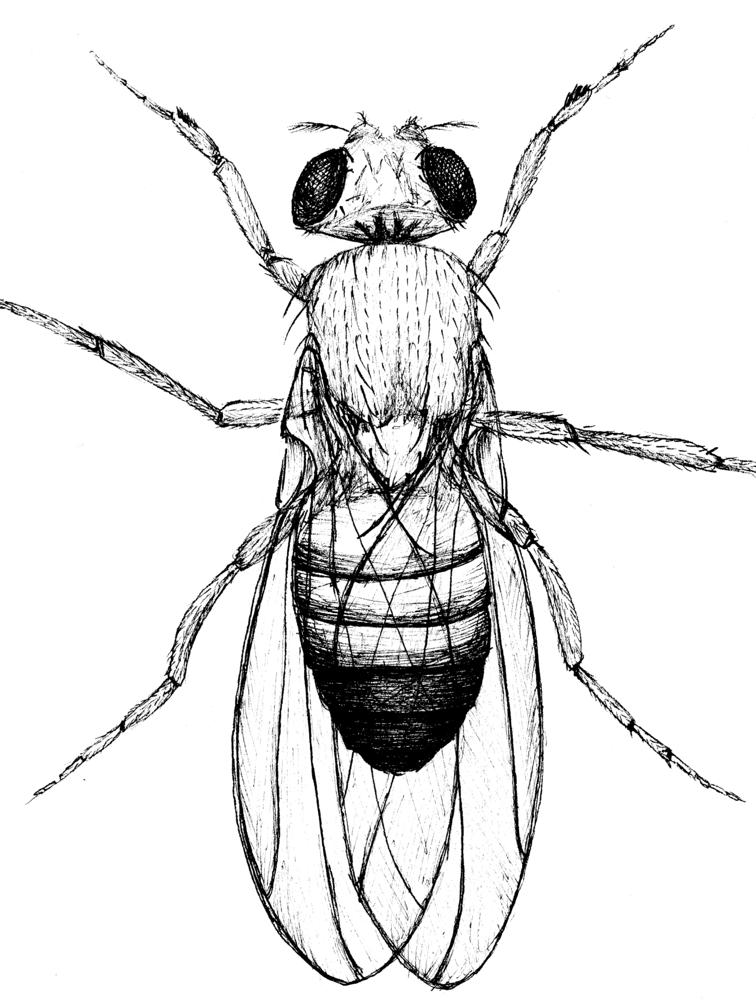 fly detail.png