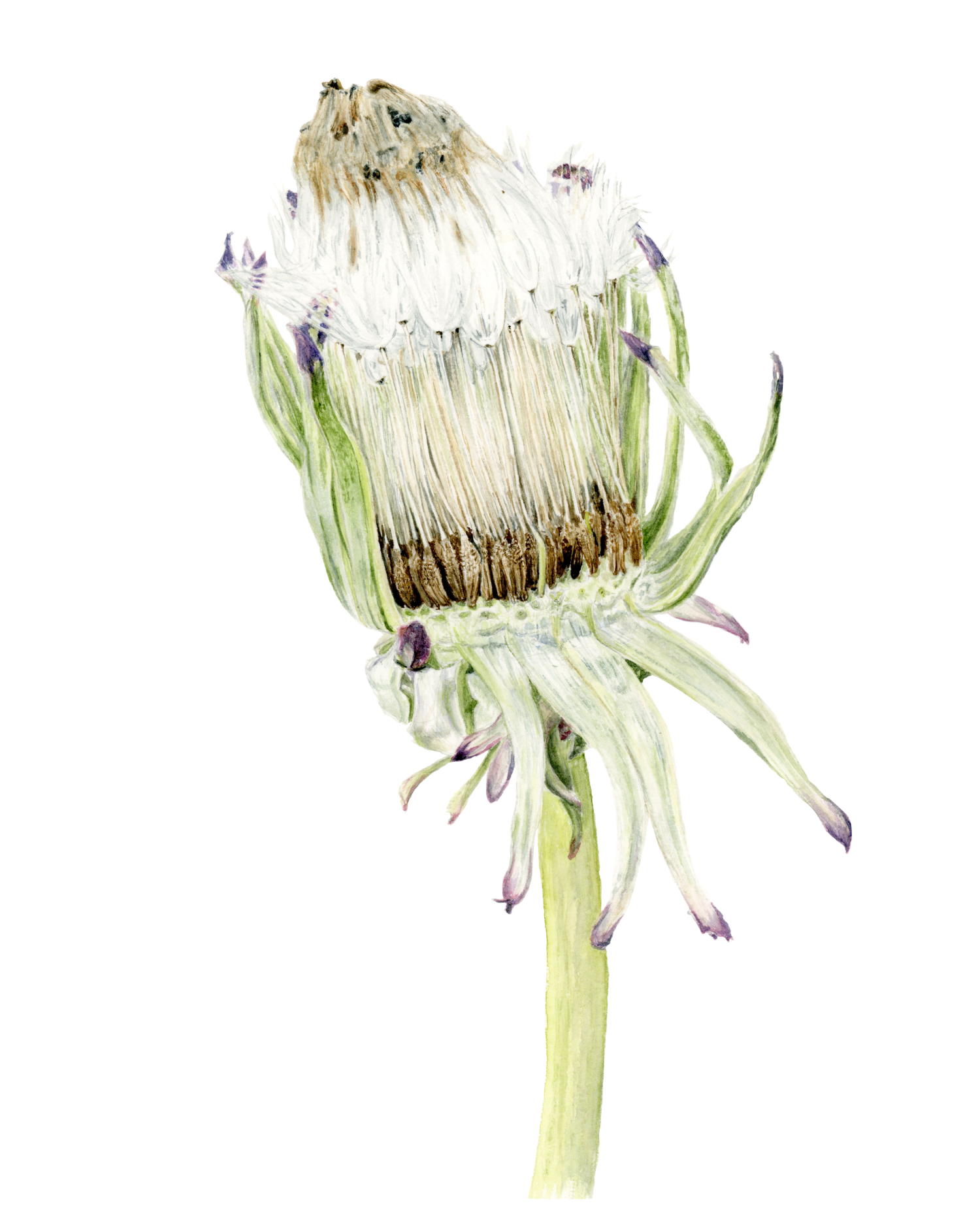 seeds low res 1500px.png