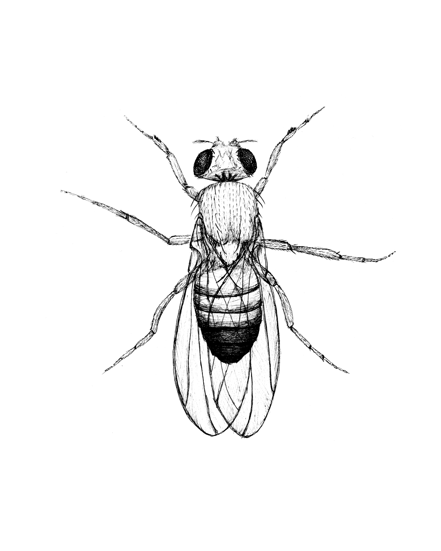 fly low res.png