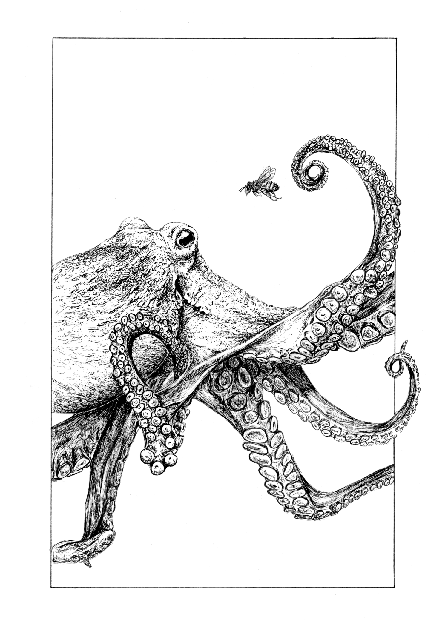 octopus 1500px wide.png