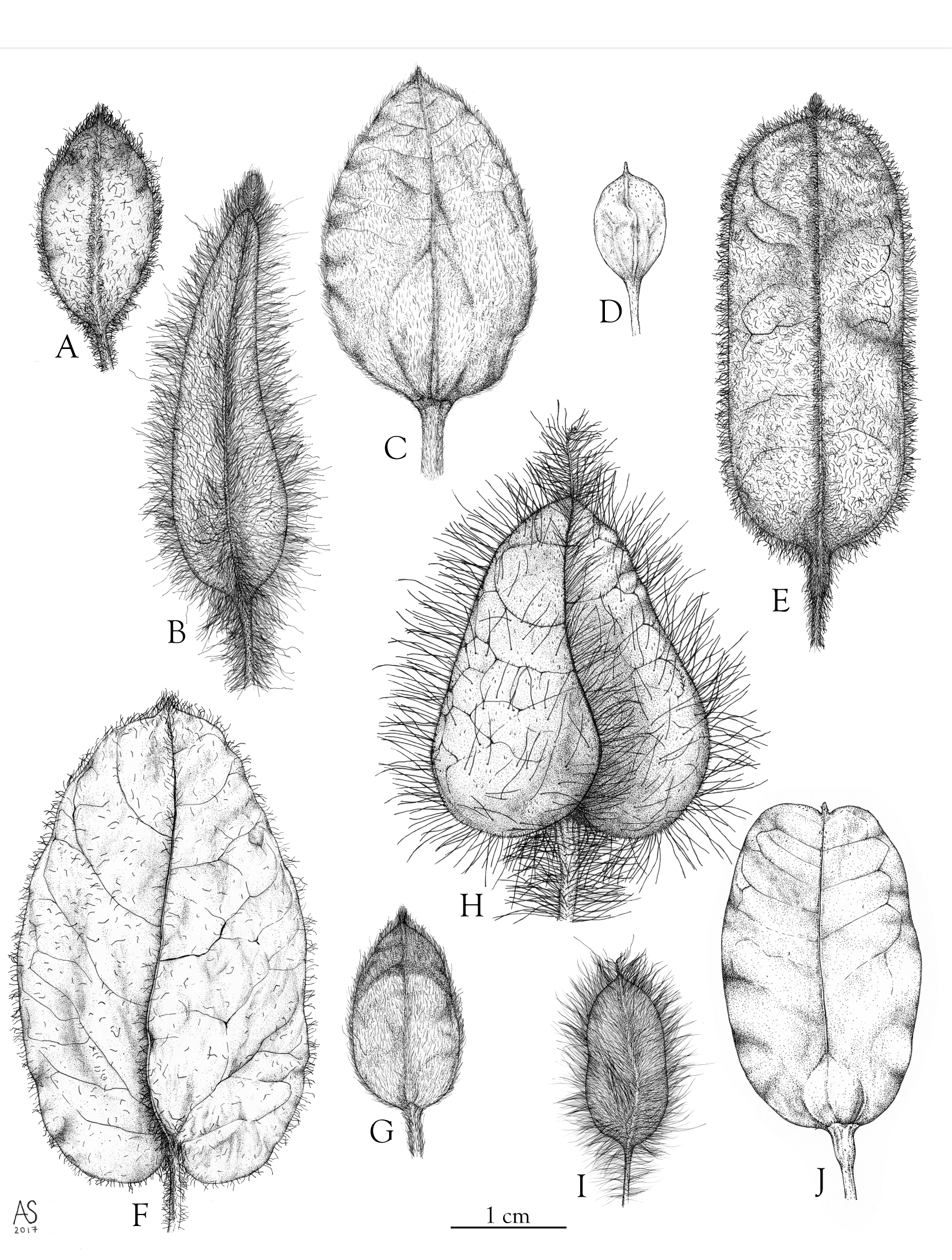 mendoncia plate 14cm with labels-update_4-letters-extralowres.png