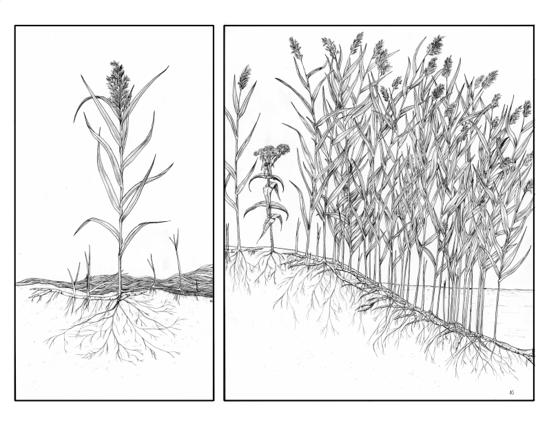 pen_phragmites_AS-lowres.png