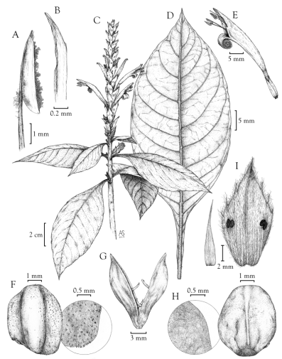 aphelandra_72dpi.png