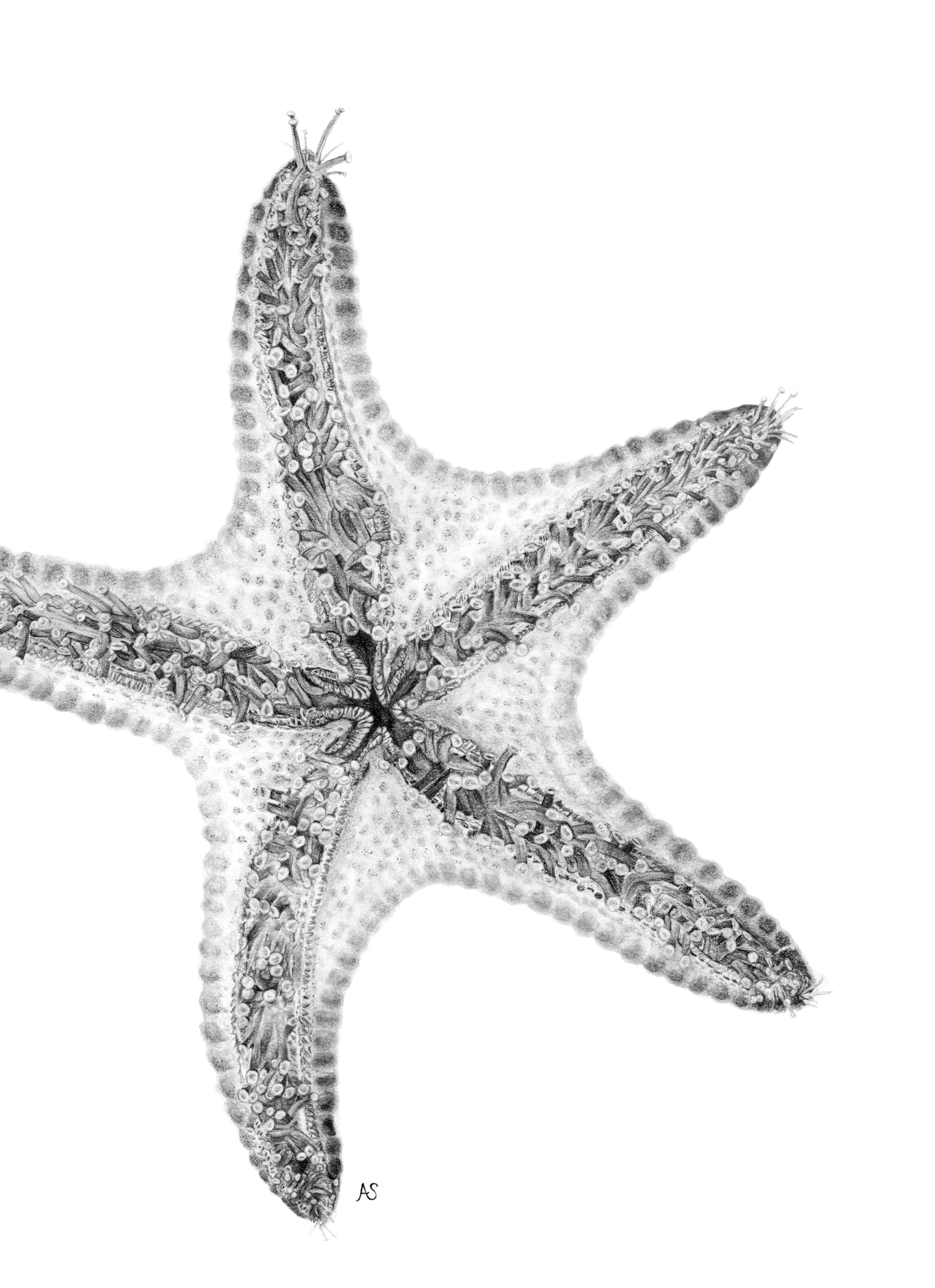 starfish_white_AS.png
