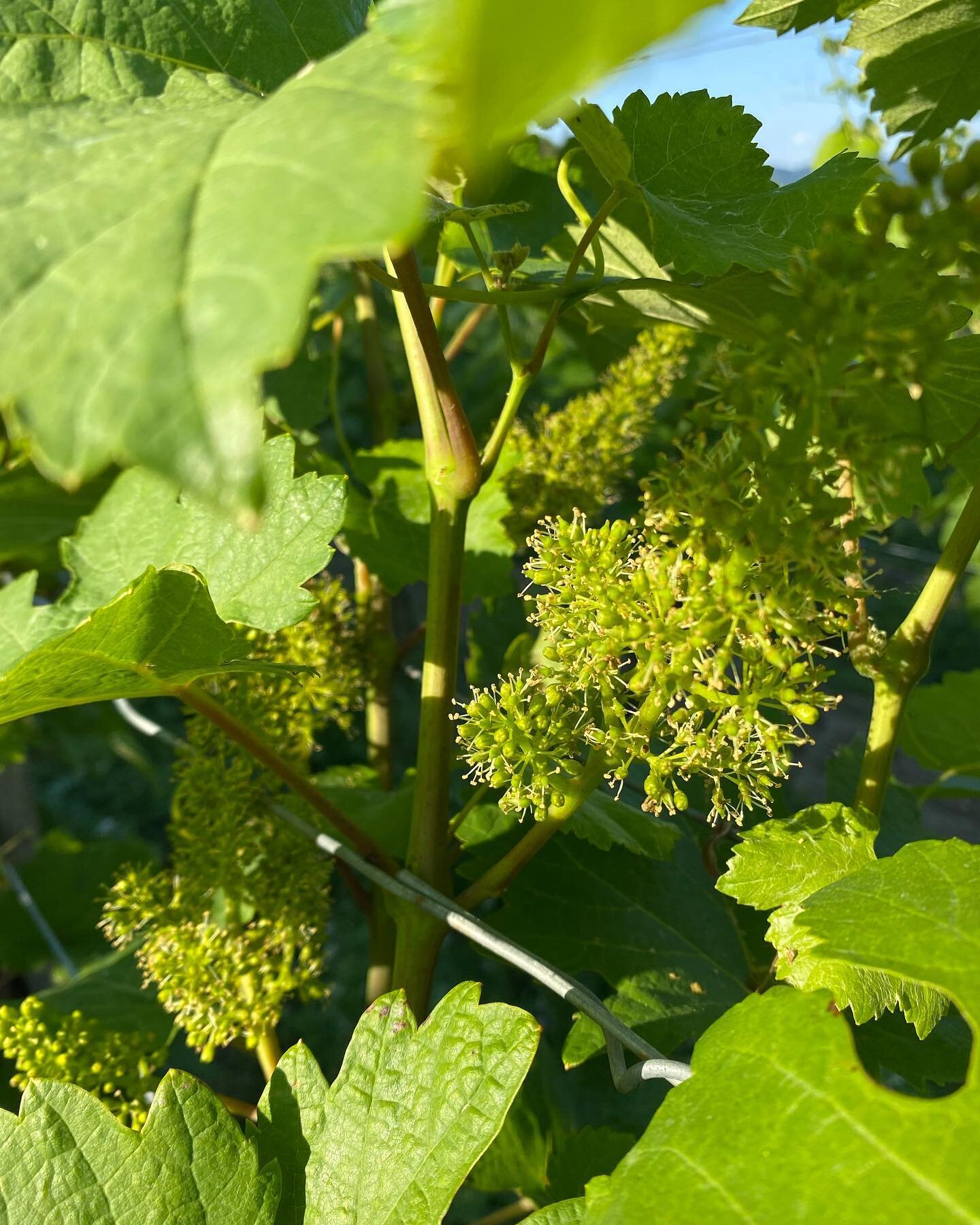 Rebbl&uuml;te 2022 - in mehr als 100 Tagen erwarten wir den Beginn der Ernte #flowerpower

#weingut
#stiftgoettweig
#goettweig 
#kremstal 
#wine 
#wein
#austrianwine
#1oetw
#erstelagen
#winelover
#wineenthusiast