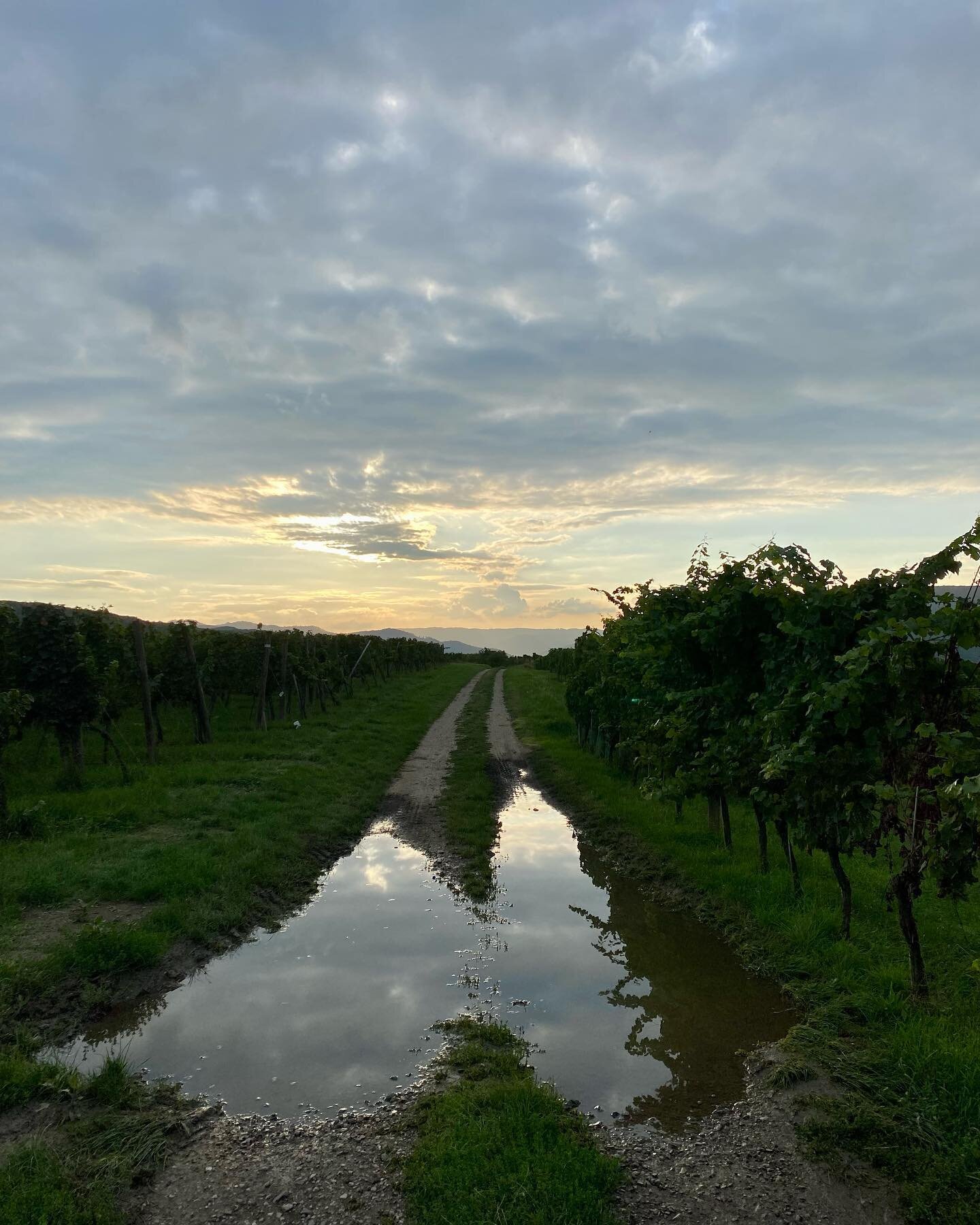 After the rain 💛💦☔️

Who thought raincoats are that beautiful? 🤩 

In the last weeks we had some vital rain for the vines, which means they are ready for giving top quality grapes 🎉 #countdown to #harvest2022 

#weingut #stiftgoettweig #goettweig