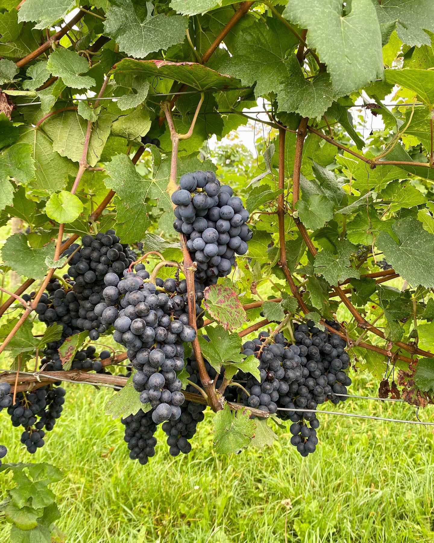 Wish you a weekend as exciting as our Pinot Noir grapes look now ❤️🍇🍷 #pinotlover #harvest2022 

#weingut #stiftgoettweig #goettweig #kremstal #wine #wein #austrianwine #1oetw #erstelagen #winelover #wineenthusiast