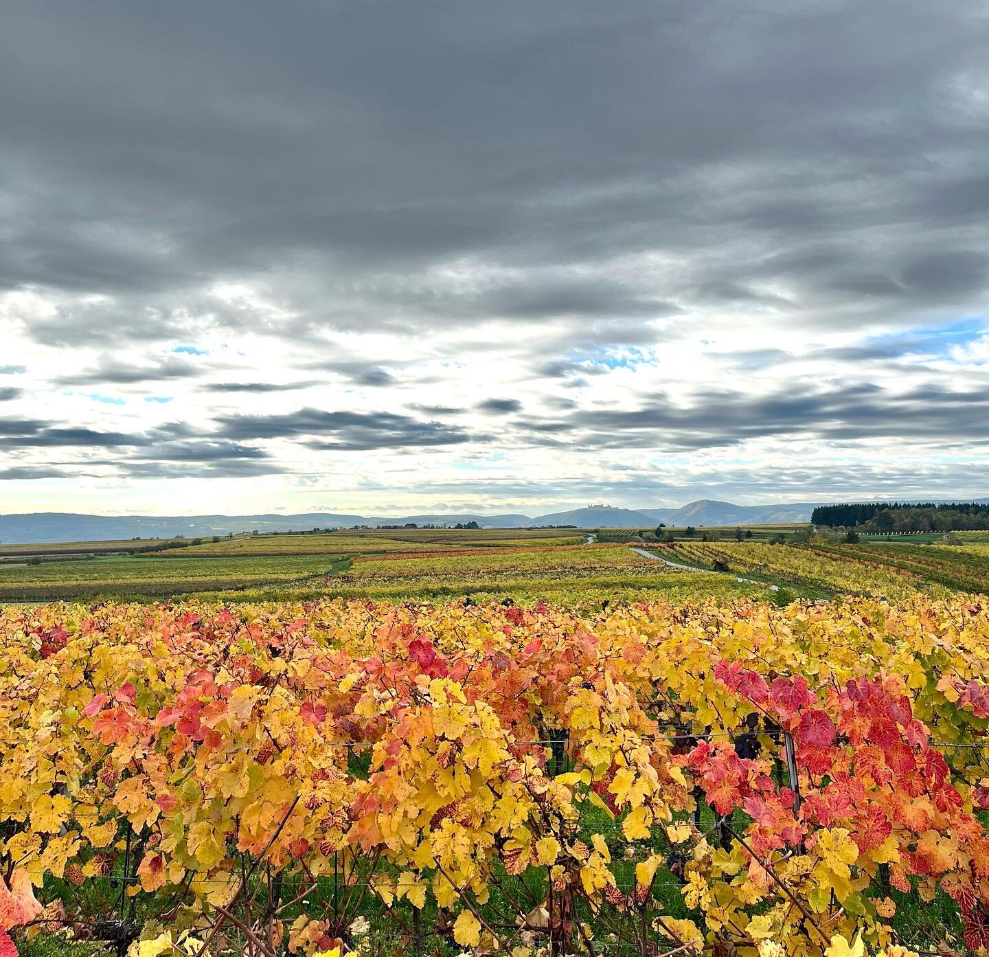 Indian summer 🍂🍁🍃 #harvest2022 #indiansummer 

#weingut #stiftgoettweig #goettweig #kremstal #wine #wein #austrianwine #1oetw #erstelagen #winelover #wineenthusiast