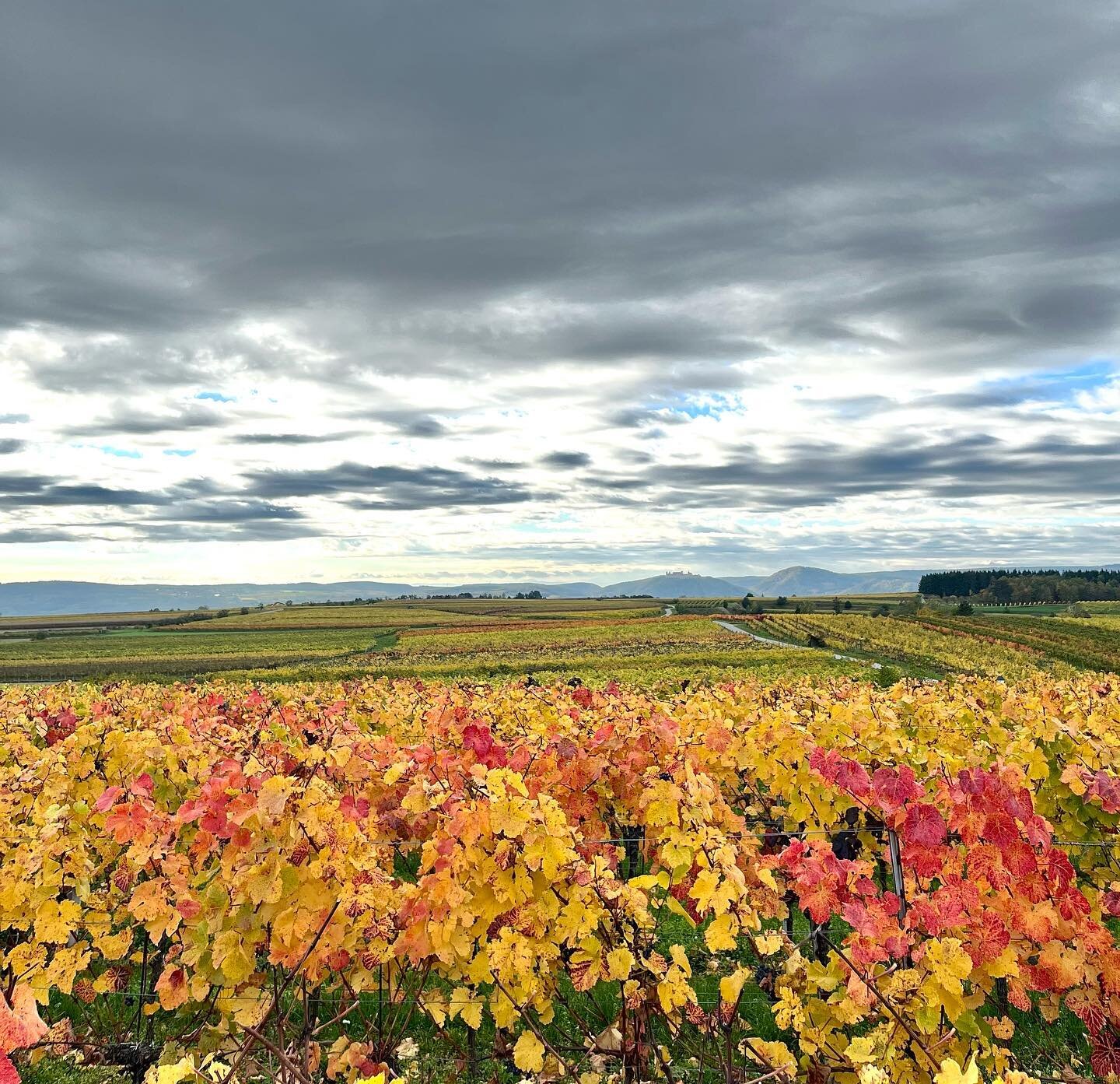 Indian summer 🍂🍁🍃 #harvest2022 #indiansummer 

#weingut #stiftgoettweig #goettweig #kremstal #wine #wein #austrianwine #1oetw #erstelagen #winelover #wineenthusiast