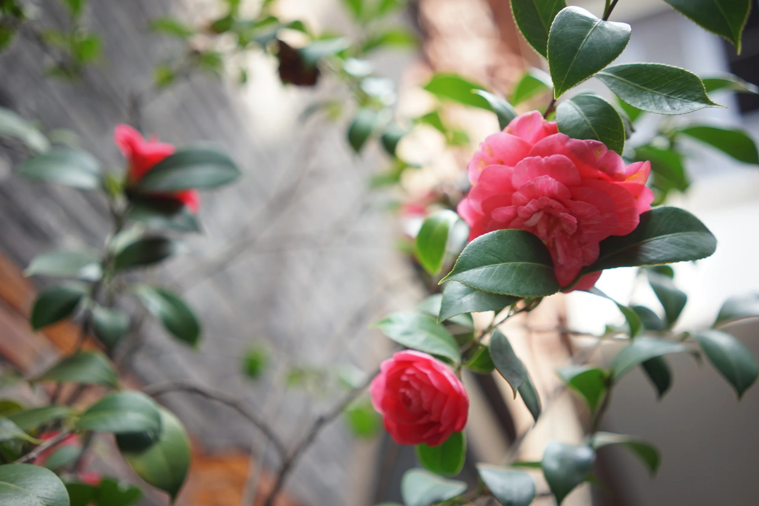  Shanghai, China | 2015 