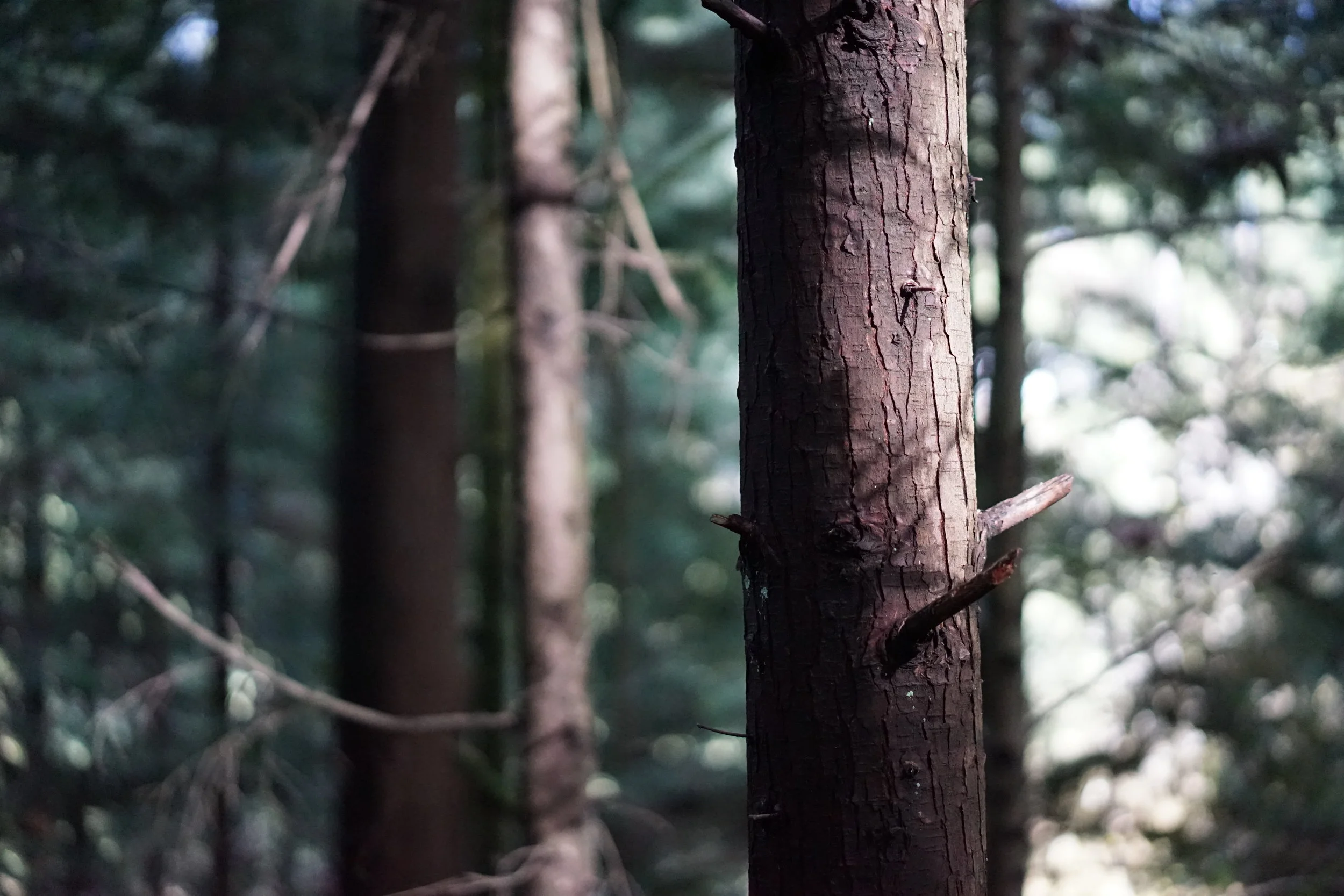 Capilano, BC | 2016