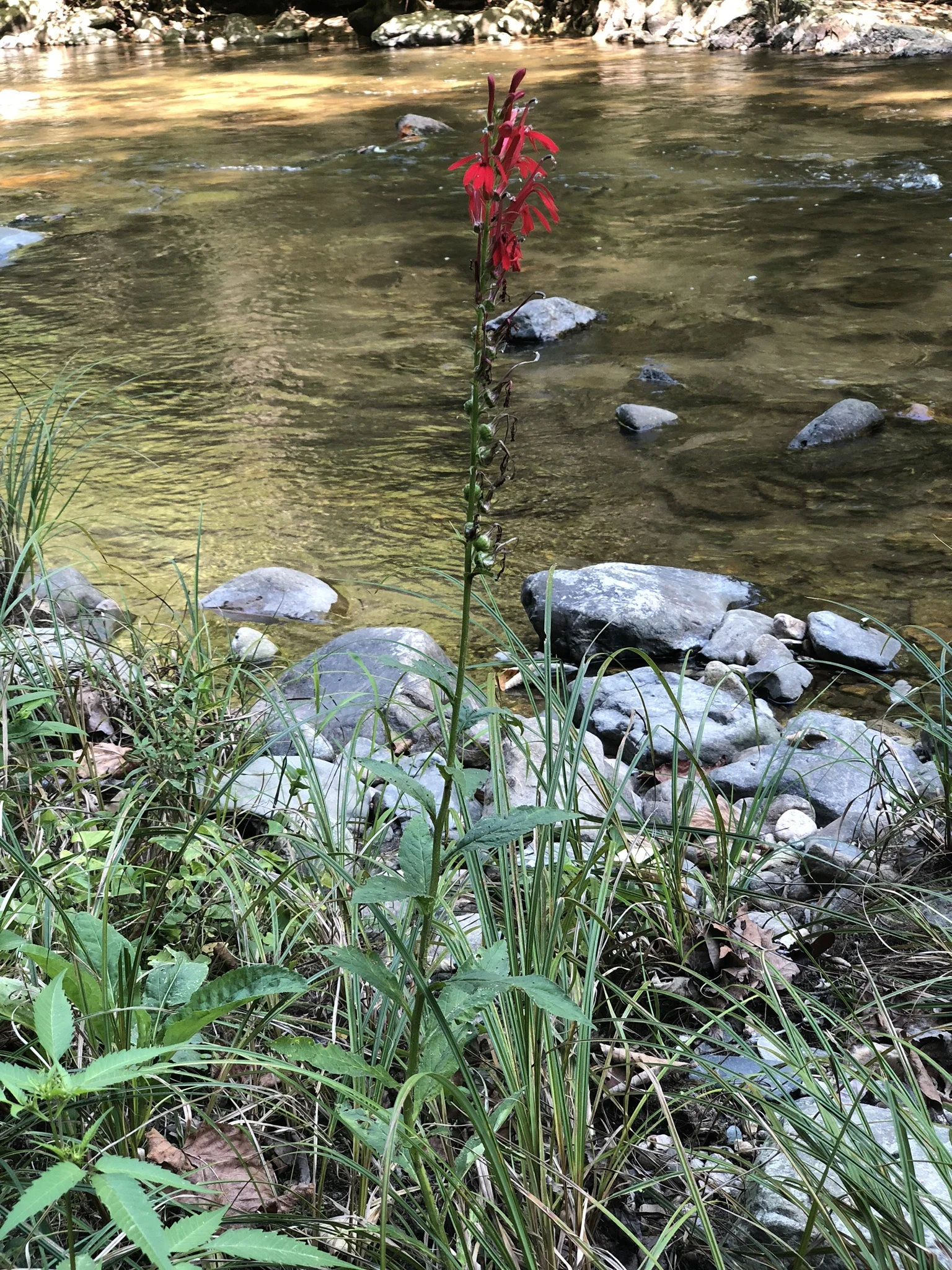 IMG_0702.jpeg