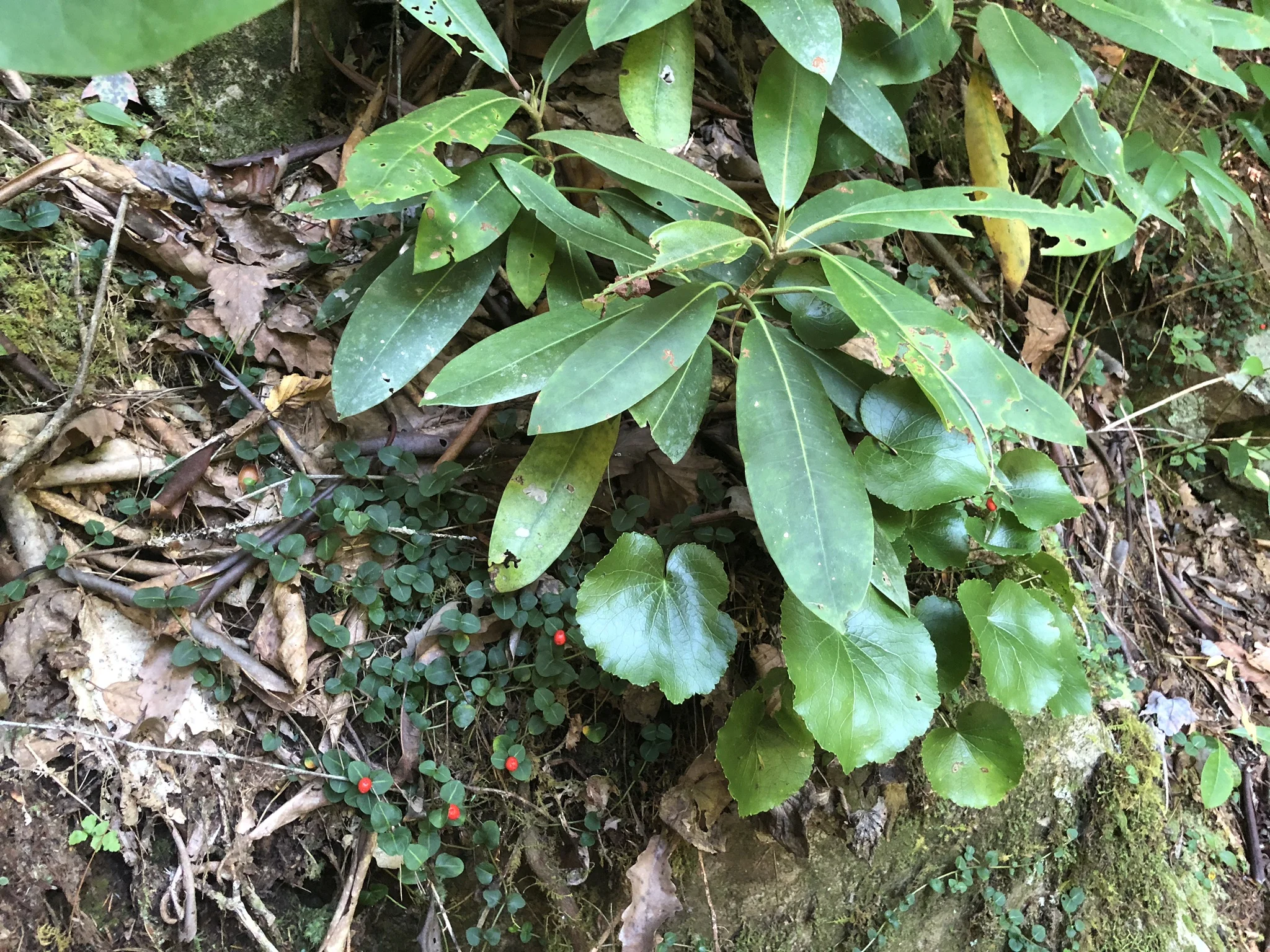 IMG_0704.jpeg