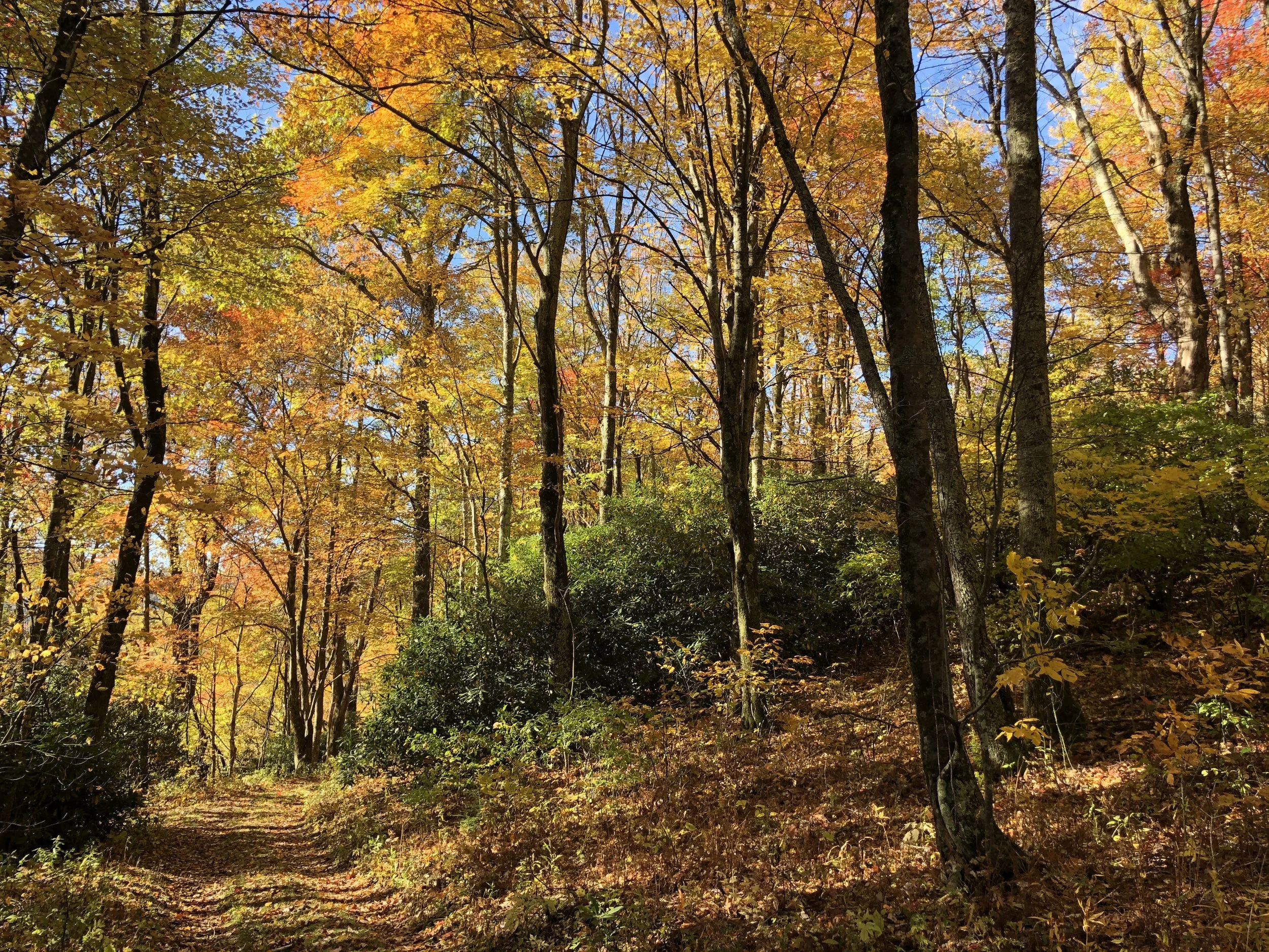 Fall Colors in the Blue Ridge Mountains