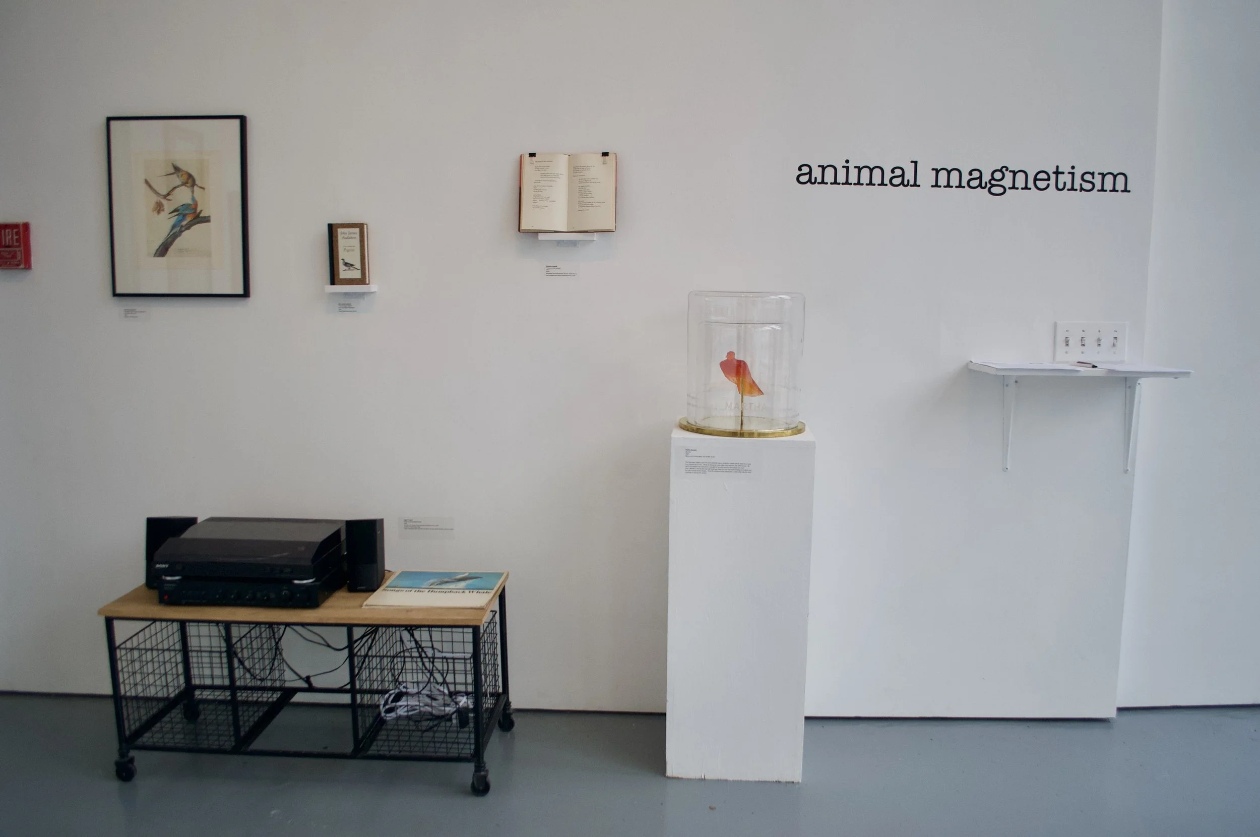 Animal Magnetism installation shot