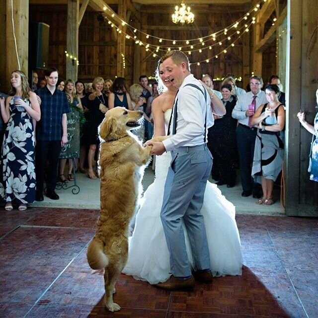 Today we&rsquo;re doing a little reminiscing on Katelyn and Kyle&rsquo;s special day from back in 2017! We love that their sweet golden retriever was such a special part of their day! Photos by:
@hrmphotography.ca .
.
.
.
#sydenhamridge #sydenhamridg