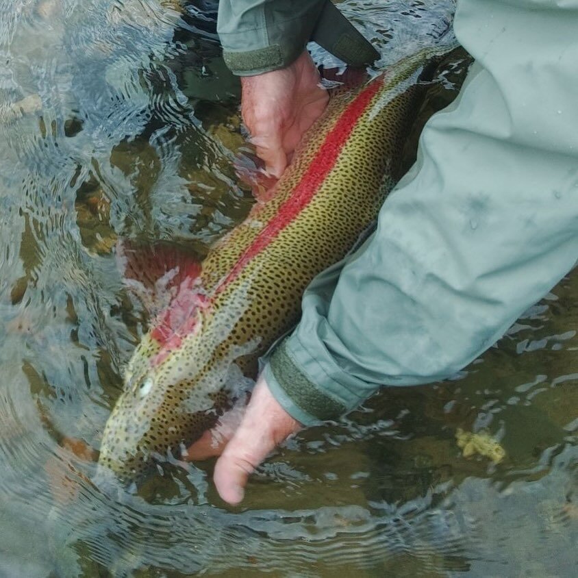 Clear open water with wild native trout are around the corner&hellip;.

#flyfishing #defendthewestsu #tugisthedrug #nopebblemine #fishing #catchandrelease #nocrowds #barbless #tugismydrug #guideslife #flyguides #alaska #flyfishalaska #repyourwater #f