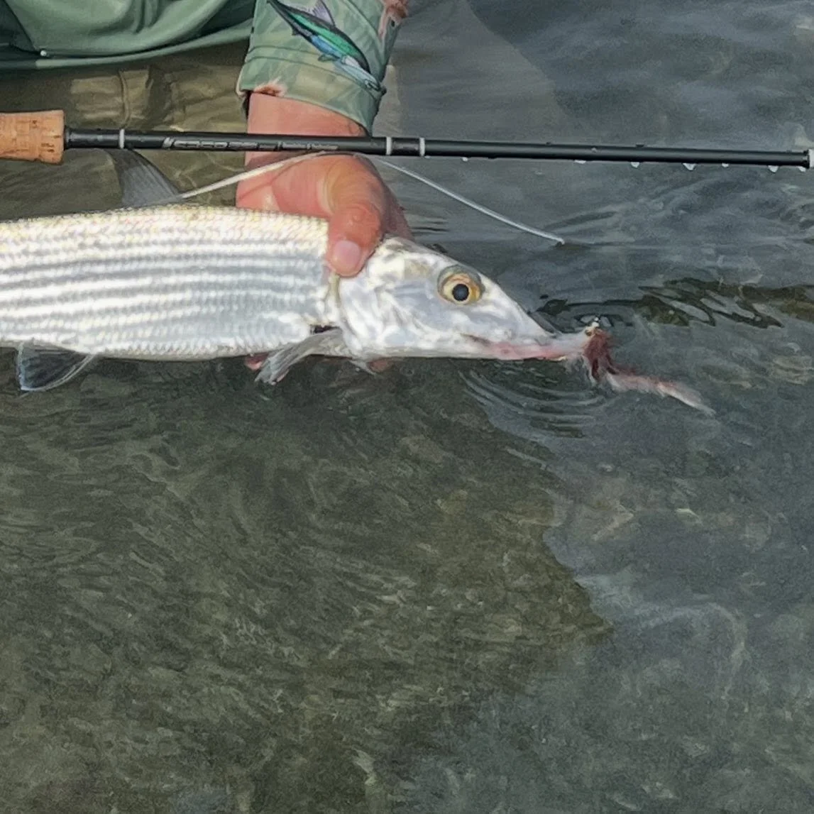 Such an amazing time with Halard @island_on_the_fly! Here he is holding a bone that he caught on a Tarpon set up! He got it on 1 of my home tied game changer&rsquo;s and 40lb fluoro! 

#flyfishing #defendthewestsu #bonefish #bonefishflies#tugisthedru