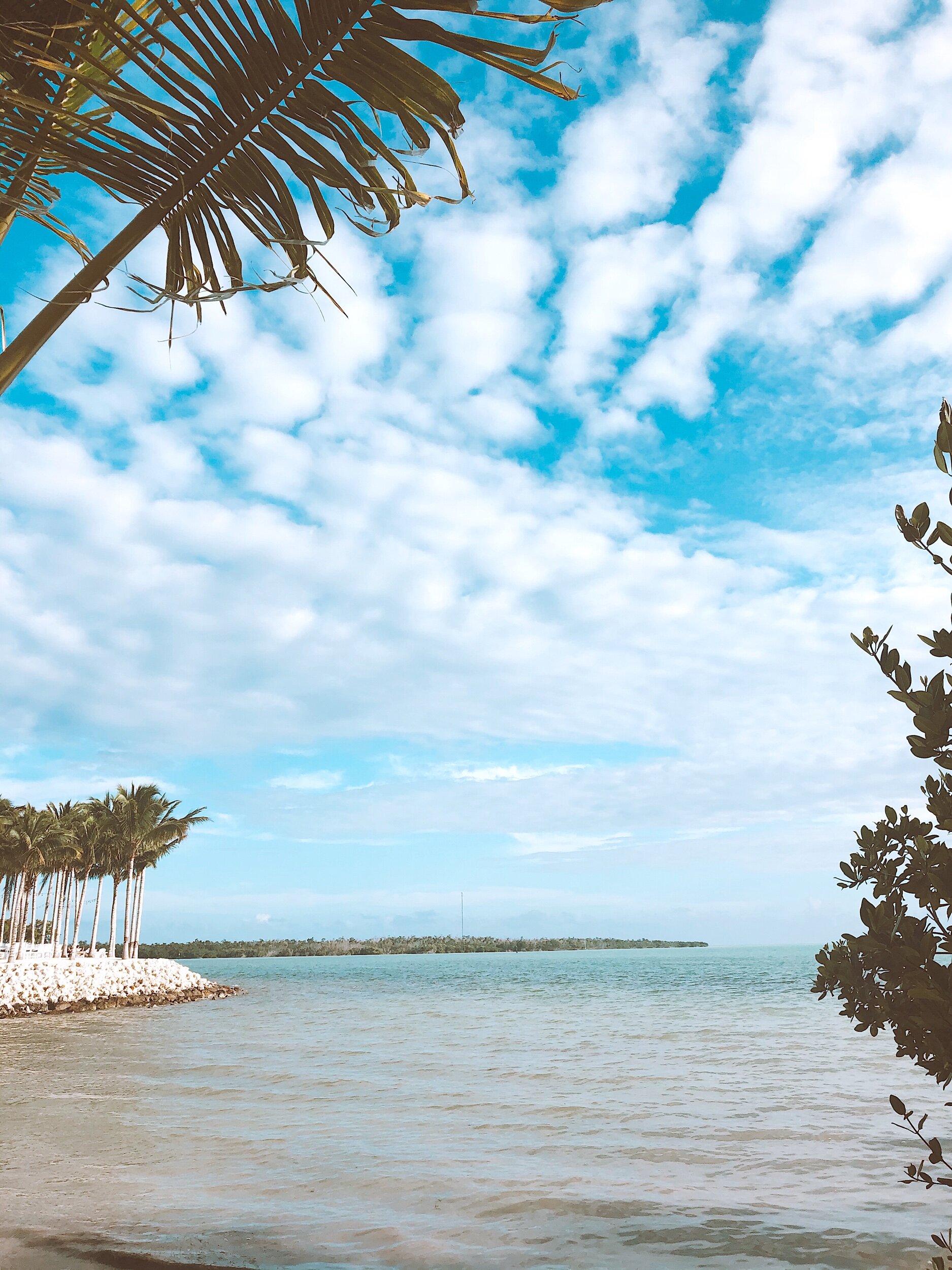 Palm-Tree-Florida-Keys-Isla-Bella-Beach-Resort