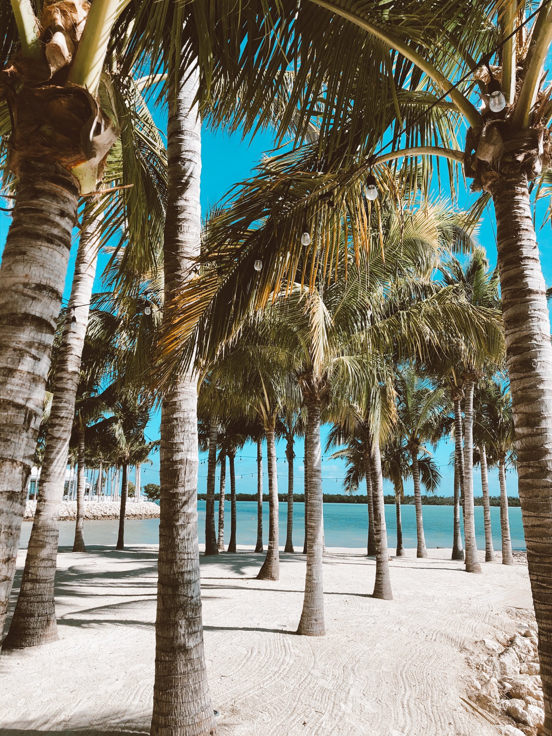 Palm-Tree-Florida-Keys-Isla-Bella-Beach-Resort-Mama-Travel-Blogger