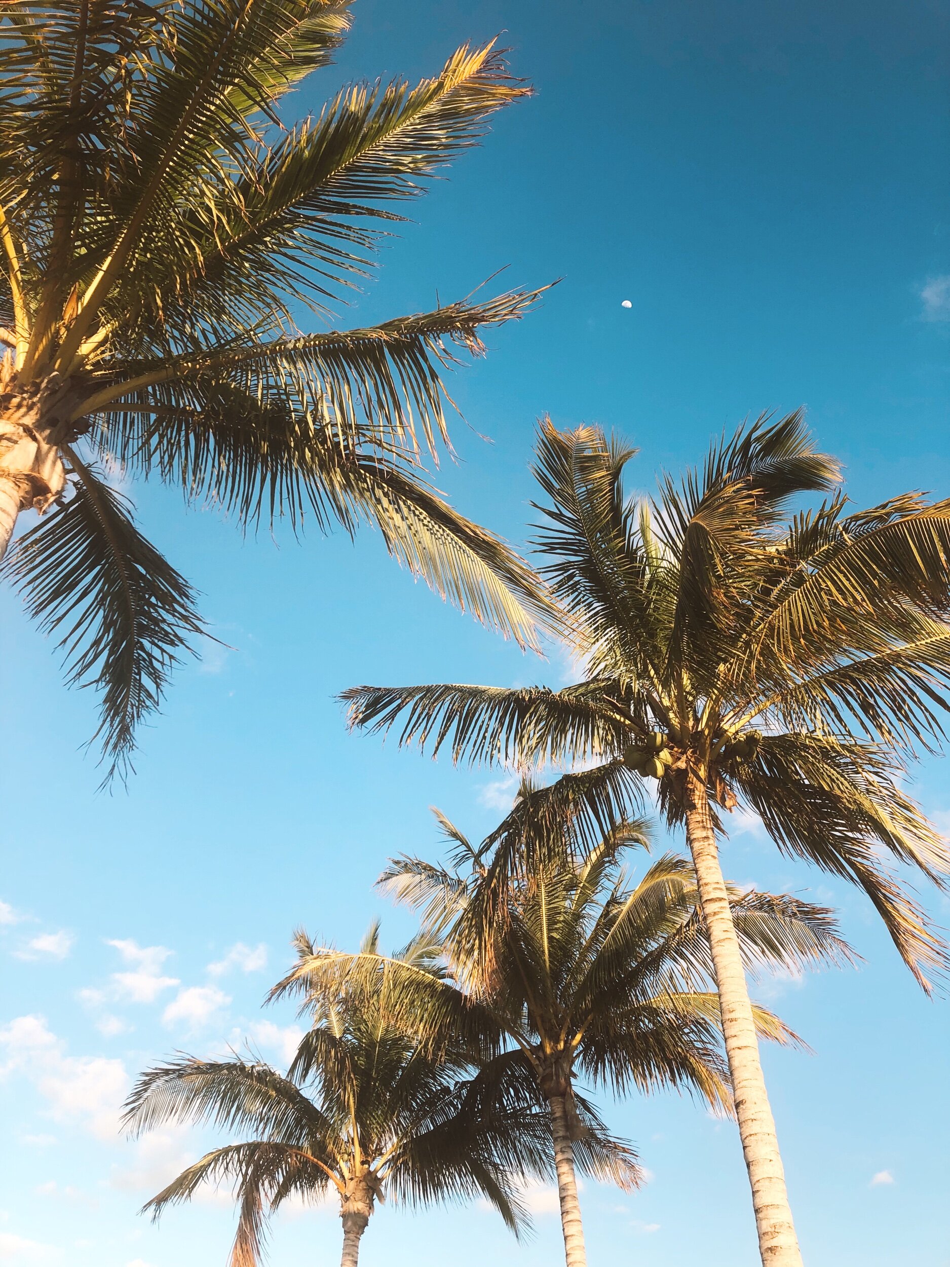 Palm-Tree-Florida-Keys-Isla-Bella-Beach-Resort-Mama-Travel-Blogger