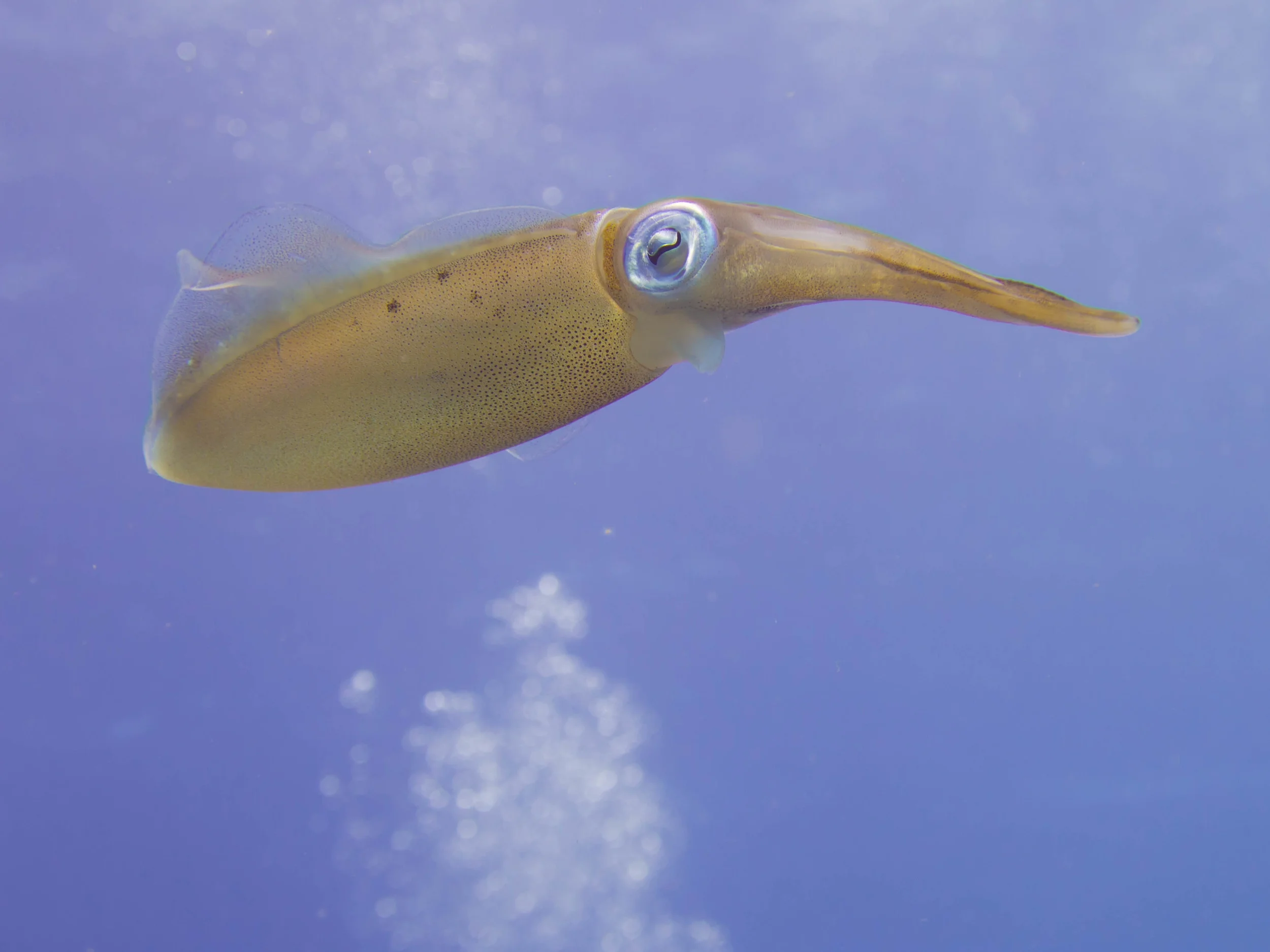 Caribbean Reef Squid