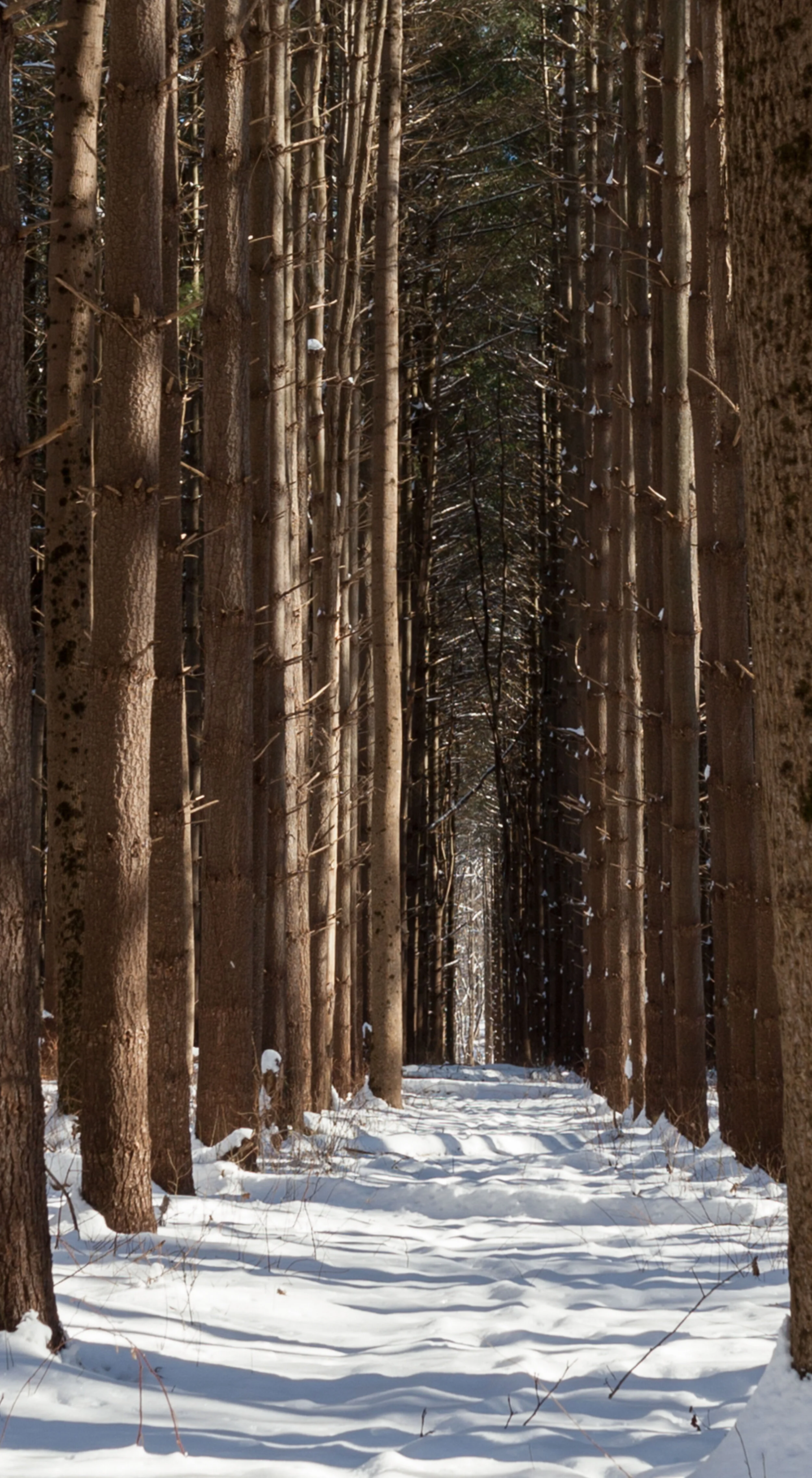 Winter_Forest_Crop.jpg