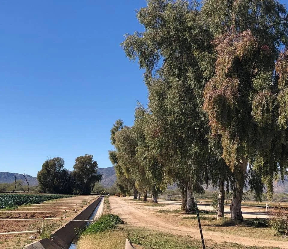 Blue Sky Organic Farms Paint Out