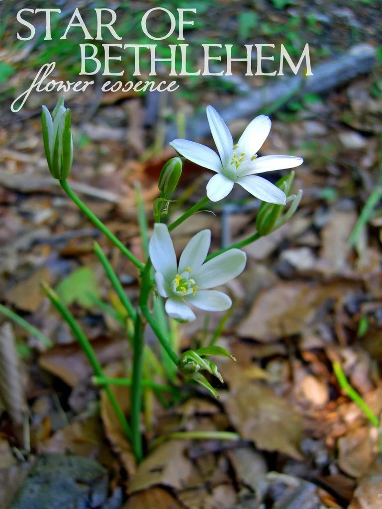 13_star_of_bethlehem_flower_essence.jpg