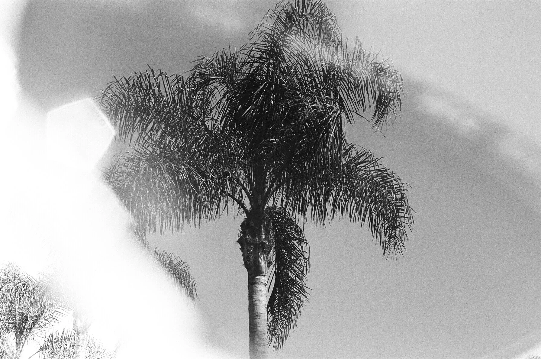 Palms