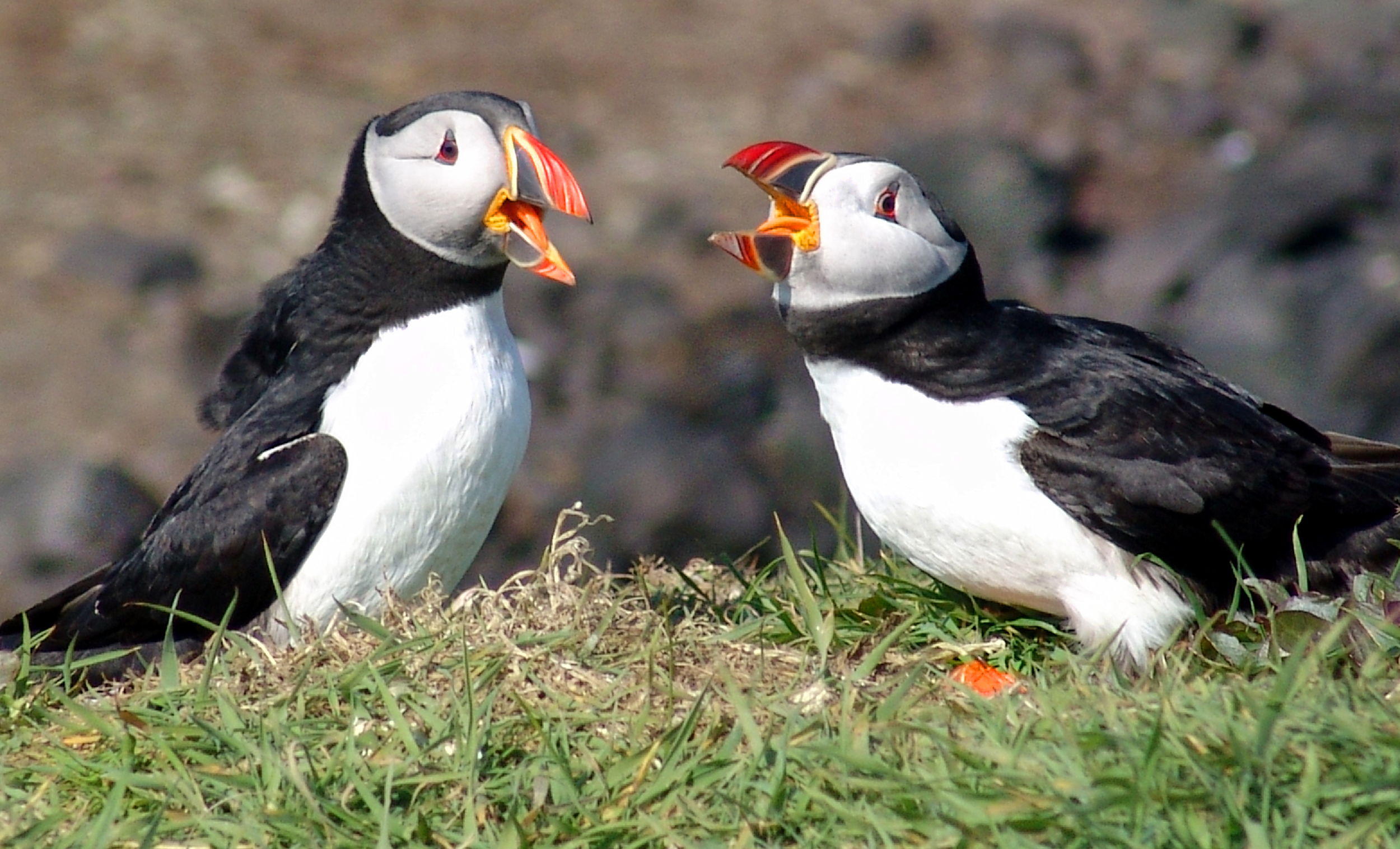 A clearly audible puffin