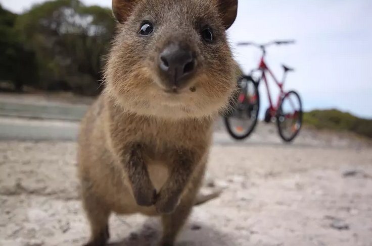 Quokka; because not everything in Australia is trying to kill you.